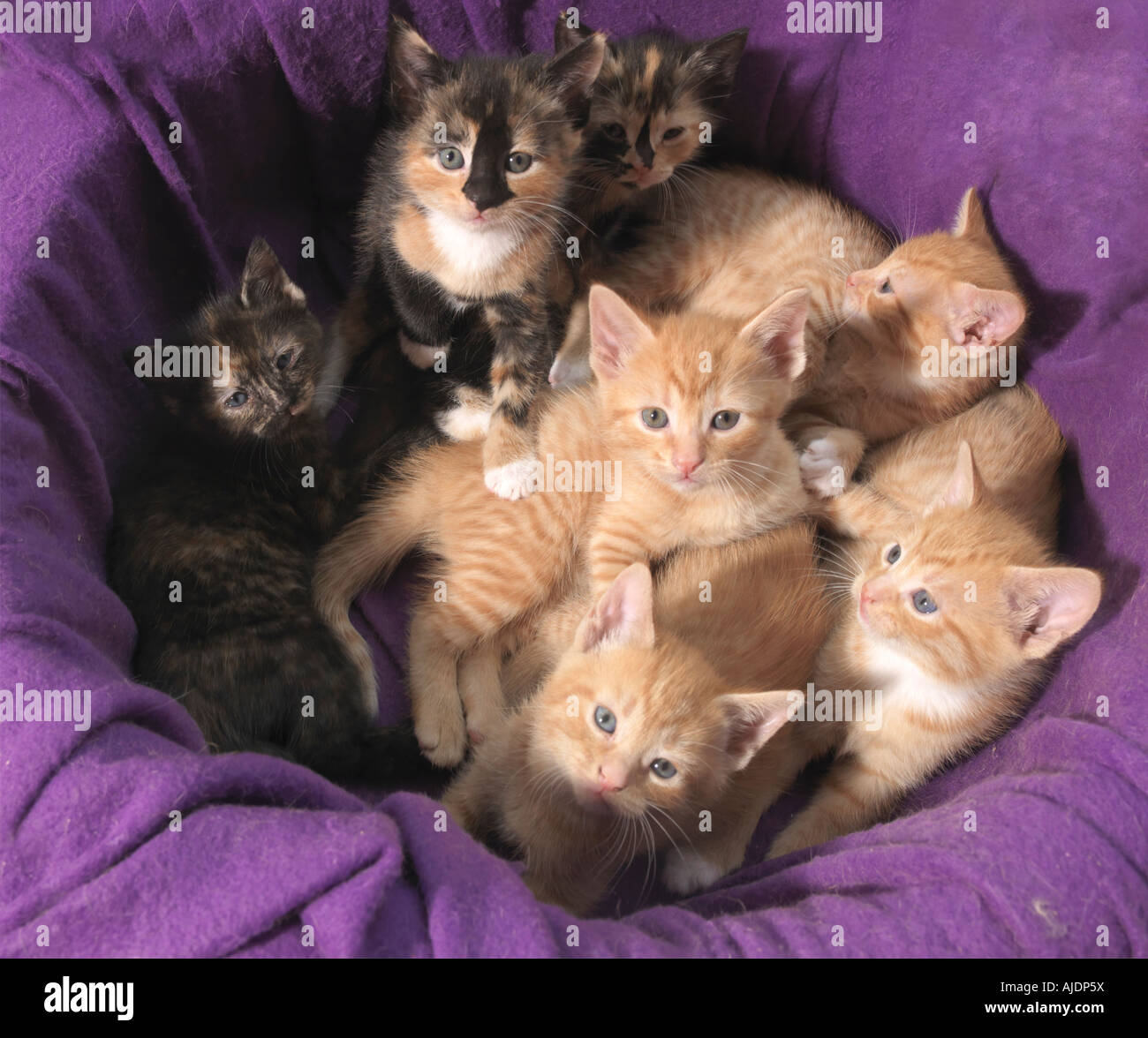 B 51047 Basketfull Kätzchen Stockfoto