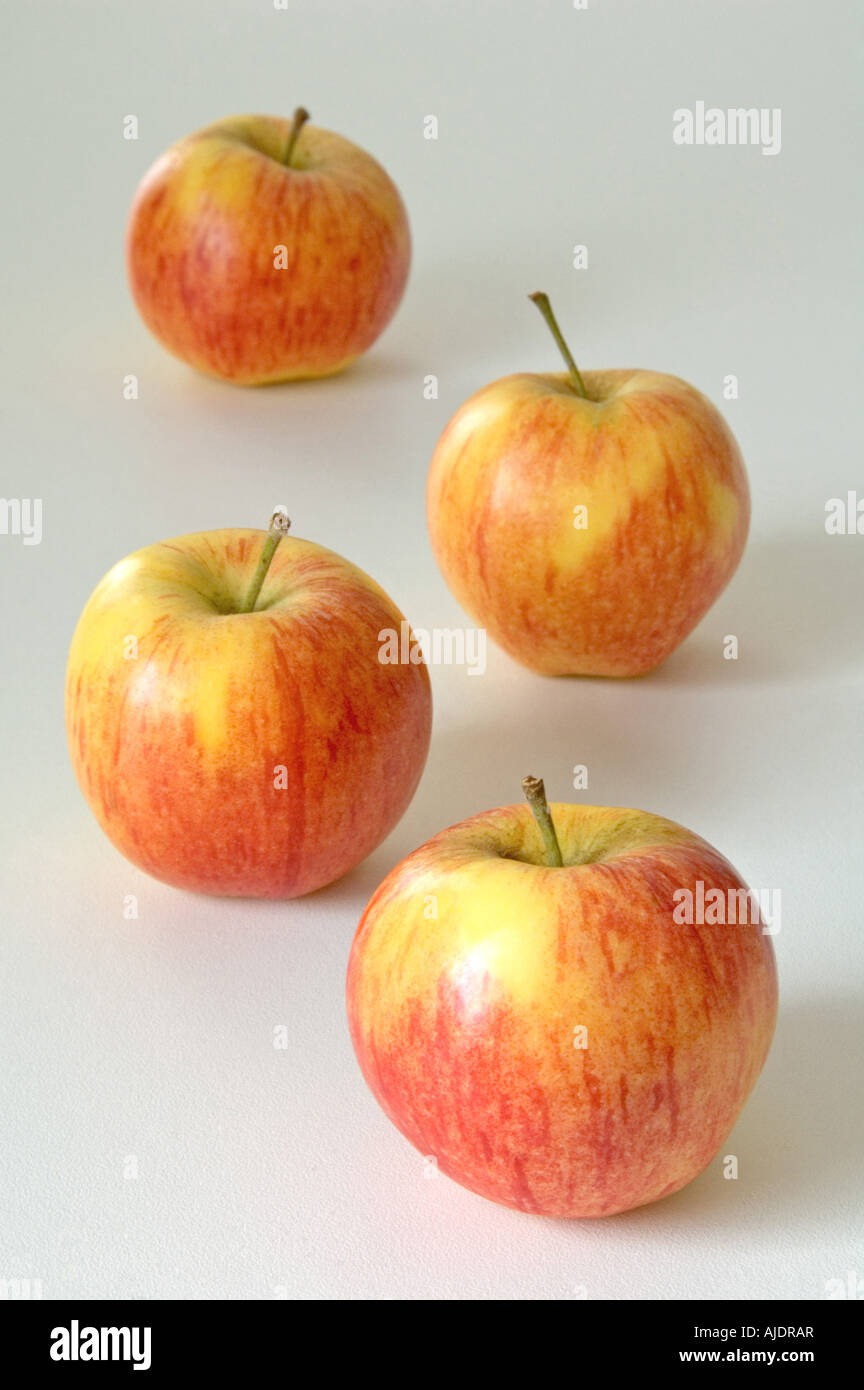 Vier Suffolk rosa Äpfel auf einem weißen Hintergrund Stockfoto