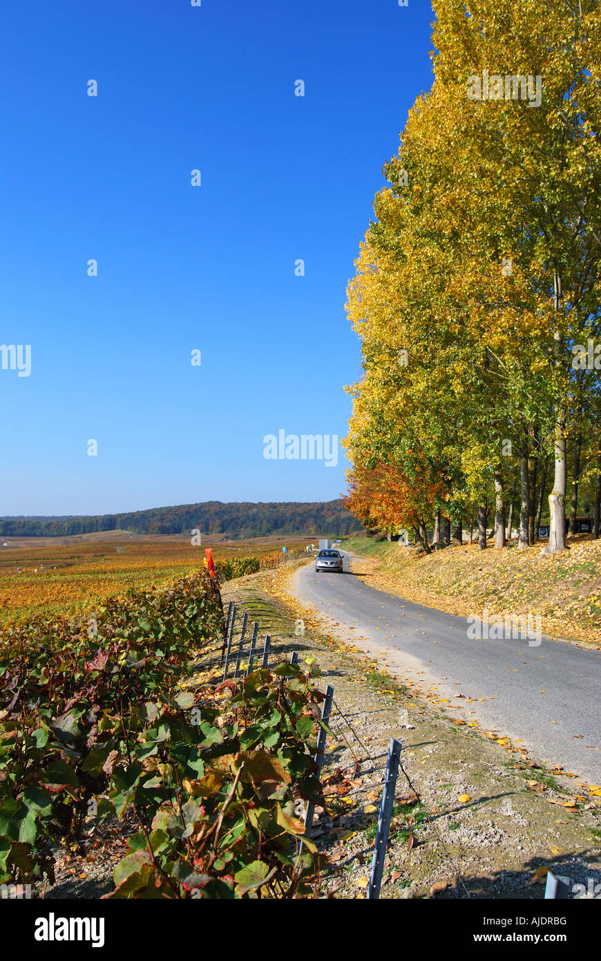 Weinberge im Herbst, Vallee de la Marne, Marne, Champagne-Ardenne, Frankreich Stockfoto