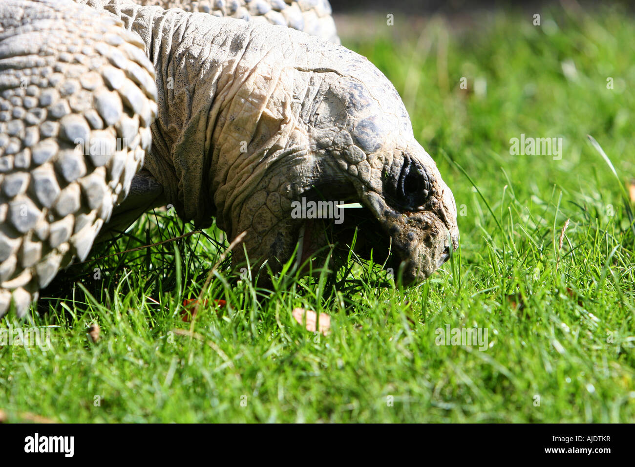 Eine riesige Schildkröte beißt Rasen Mund weit offen sehr hellem Sonnenlicht Stockfoto