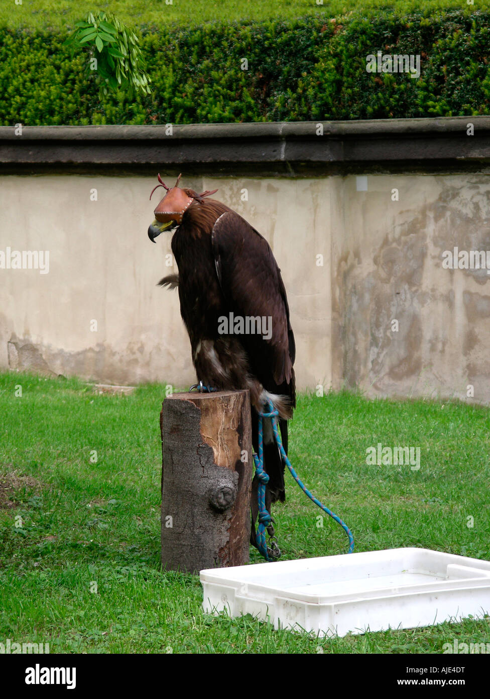 Falke 1 Stockfoto