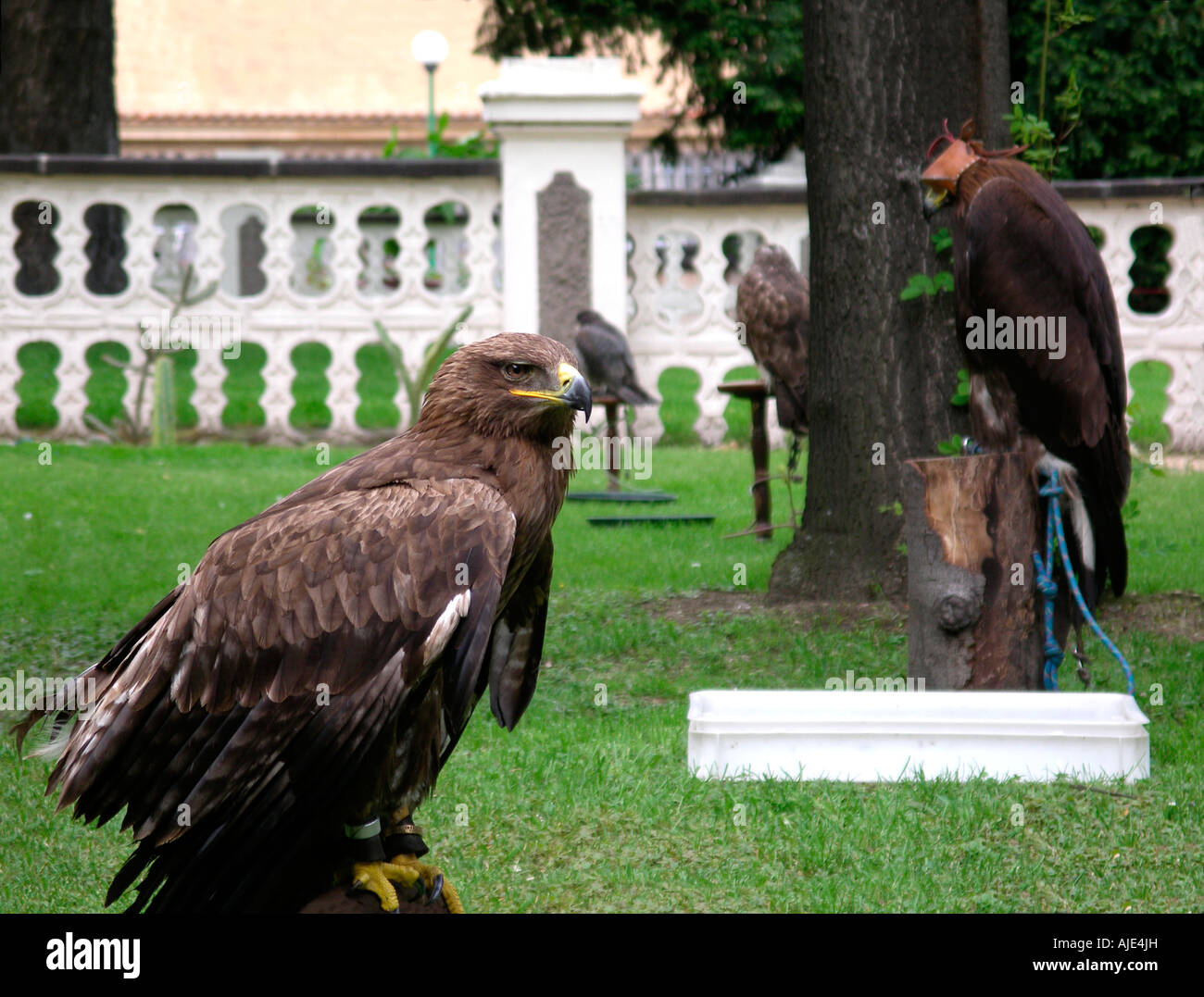 Hawk 2 Stockfoto