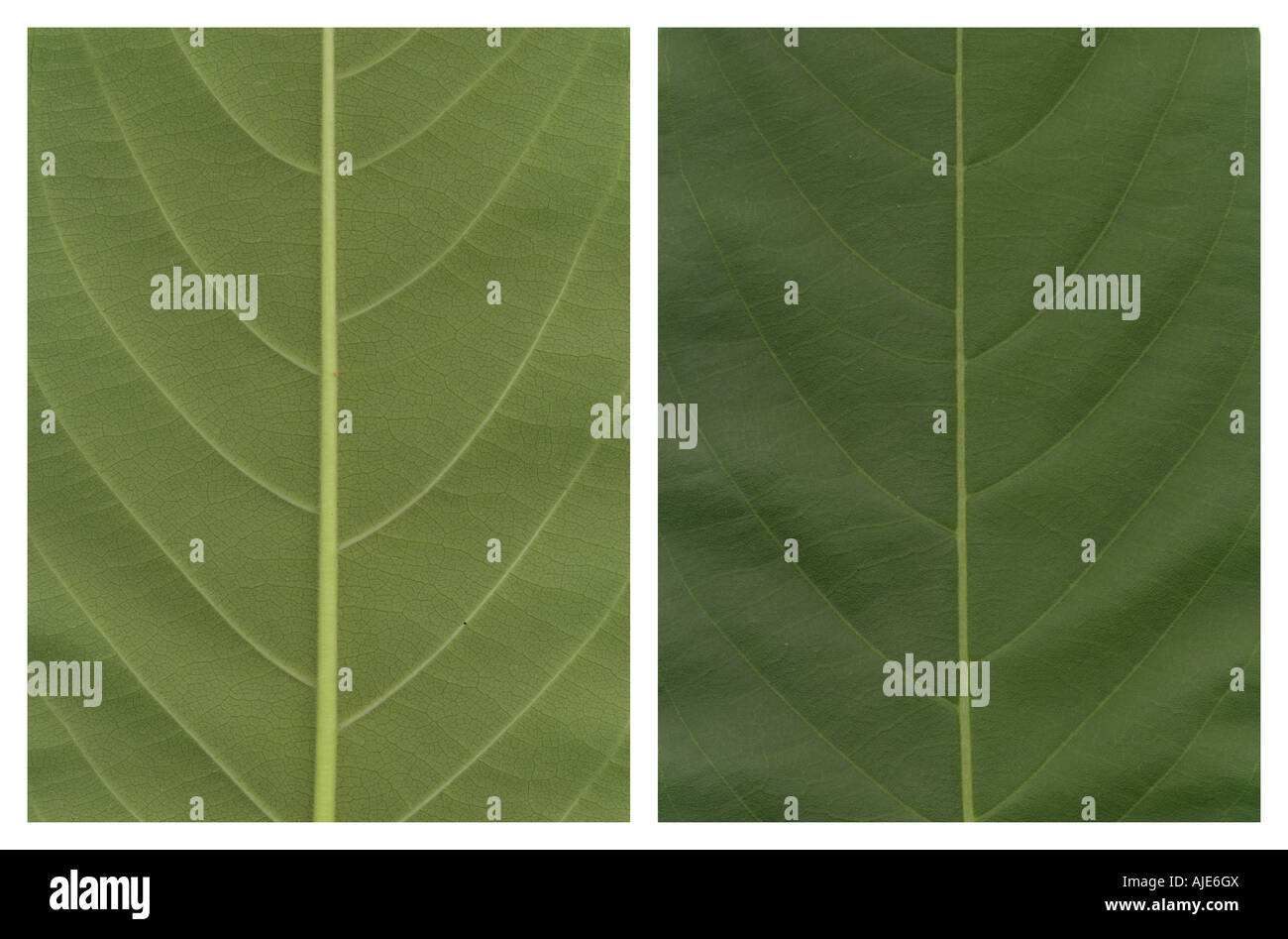 zwei Seiten von einem Urlaub Natur Konzepte Stockfoto