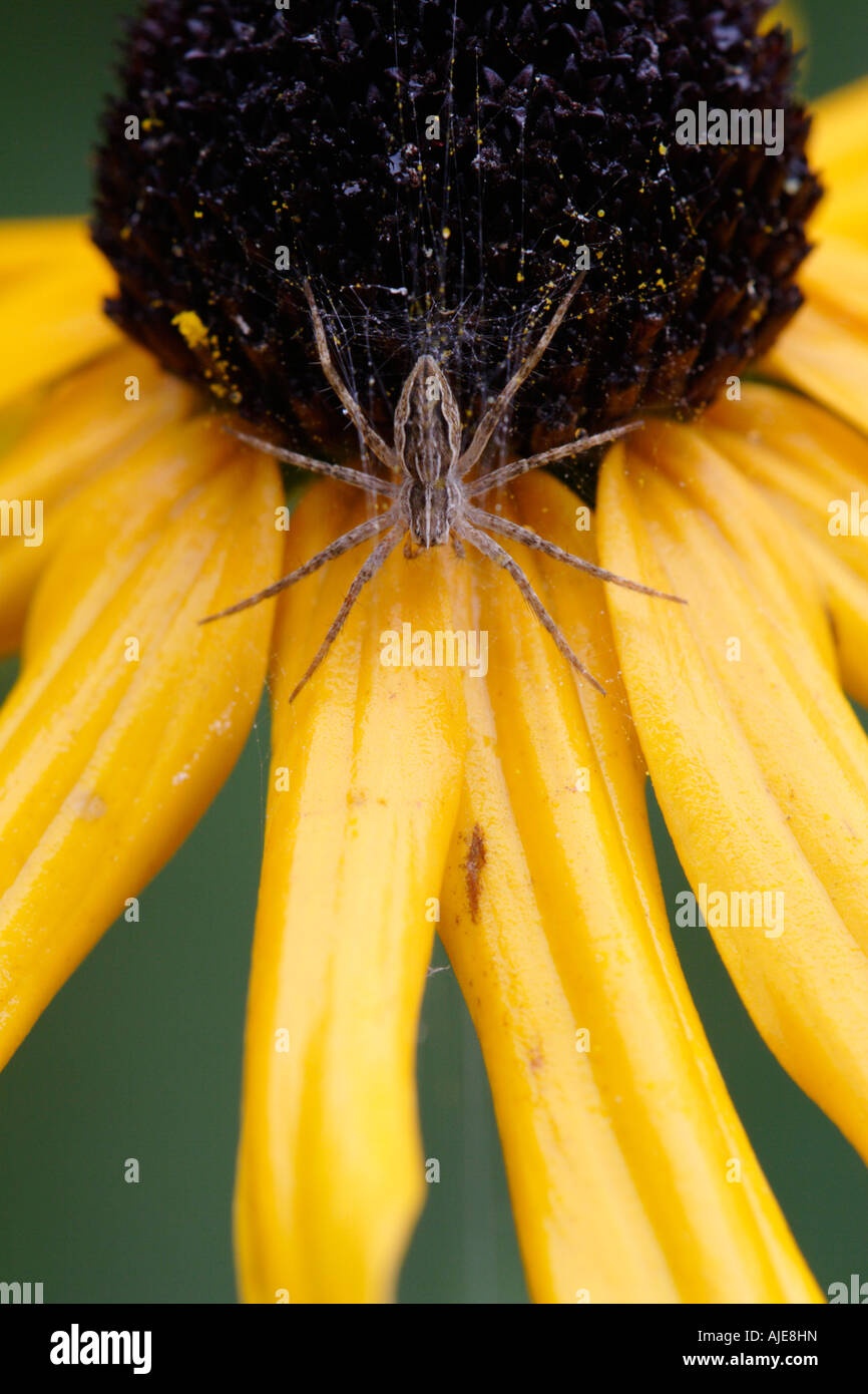 Baumschule Web Spider (Pisaura Mirabilis) auf Black Eyed Susan Stockfoto