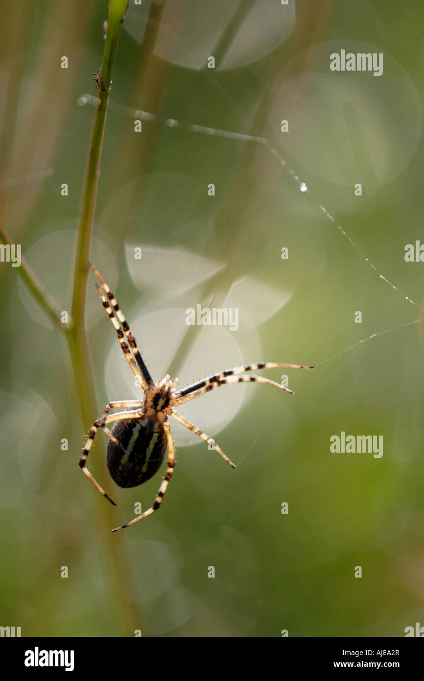 Wasp Spider (Argiope Bruennichi) im Gegenlicht Stockfoto