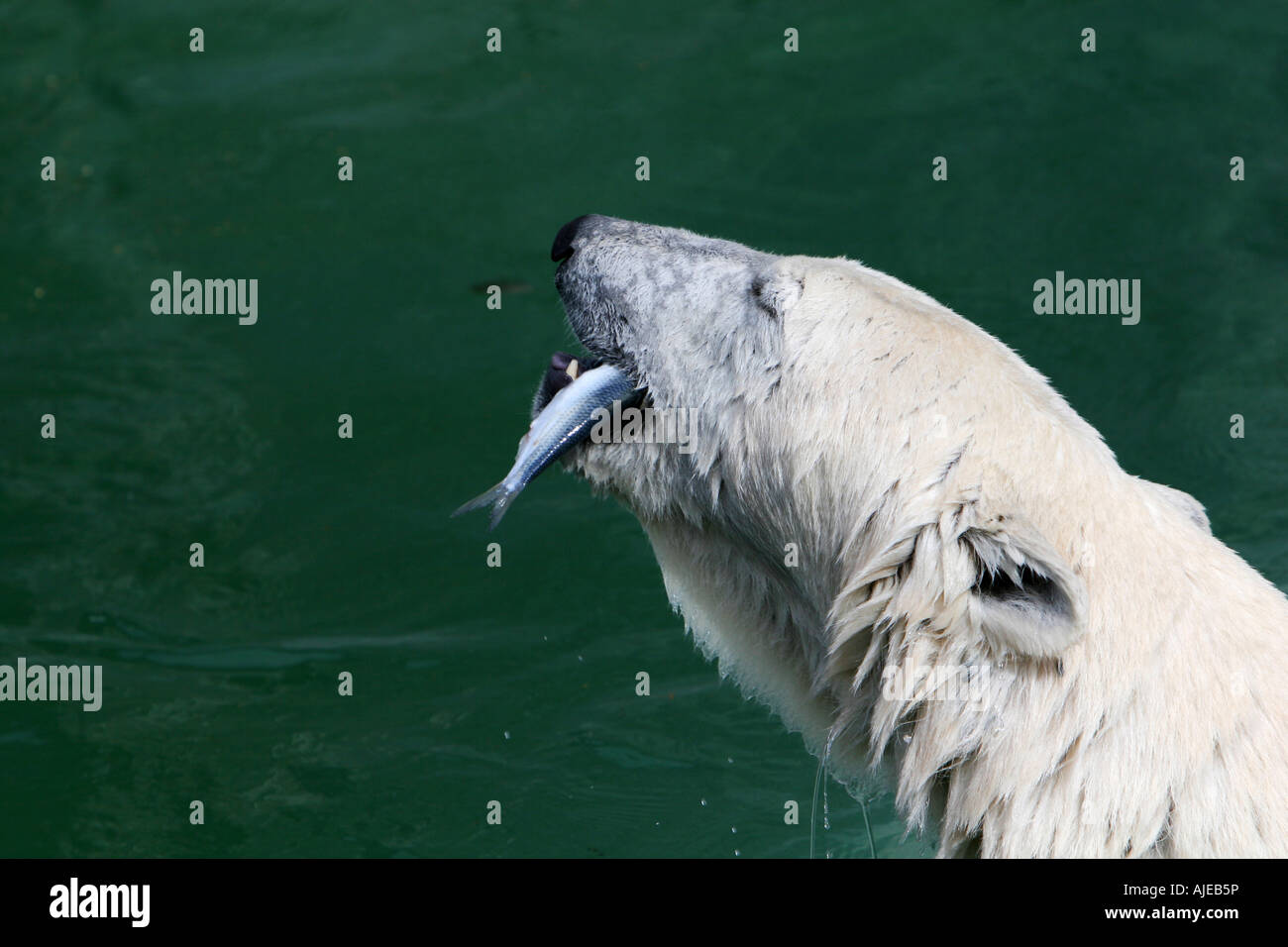 Große weiße Polarbear im Wasser, die Fisch essen Stockfoto
