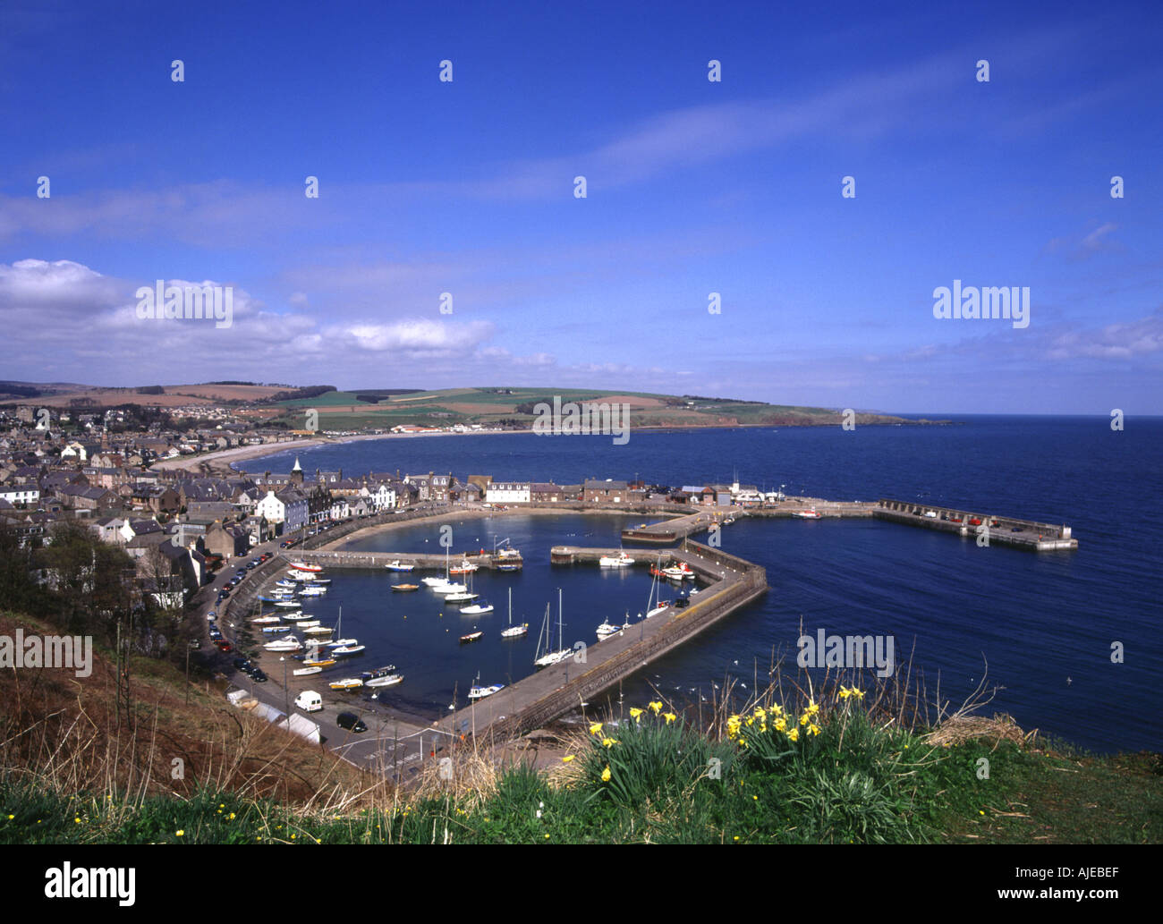 dh Hafen STONEHAVEN KINCARDINESHIRE Narzissen Kai Piers Stadthäuser Yachten Angelboote/Fischerboote Bucht Stockfoto