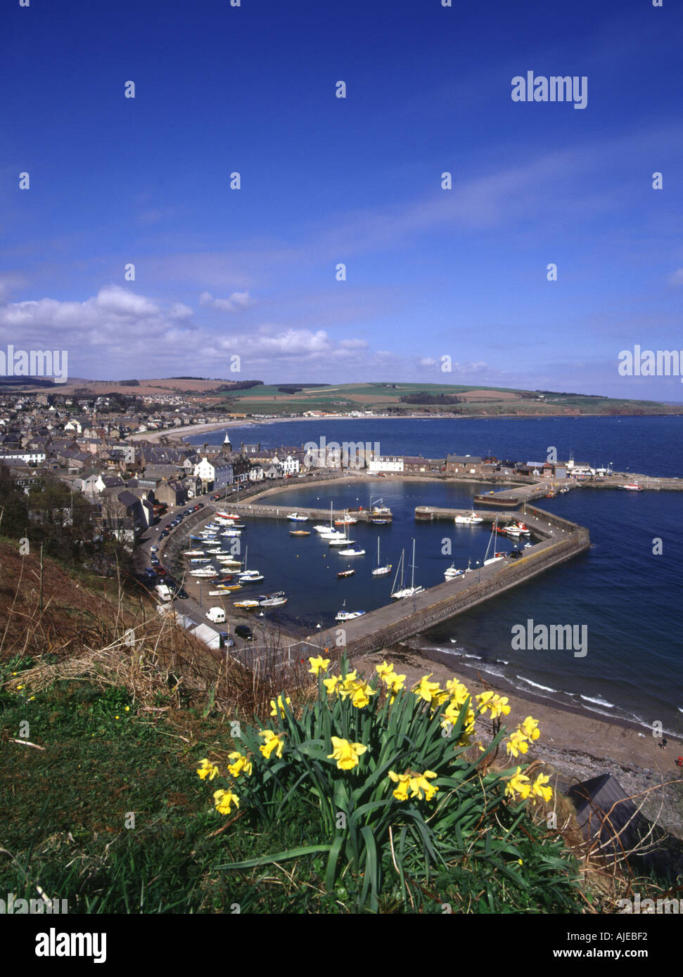 dh Schottland Narzissen Frühling STONEHAVEN HAFEN KINCARDINESHIRE Narzissen Blumen Küste Stadt großbritannien Nordseeküste Städte großbritannien Stockfoto