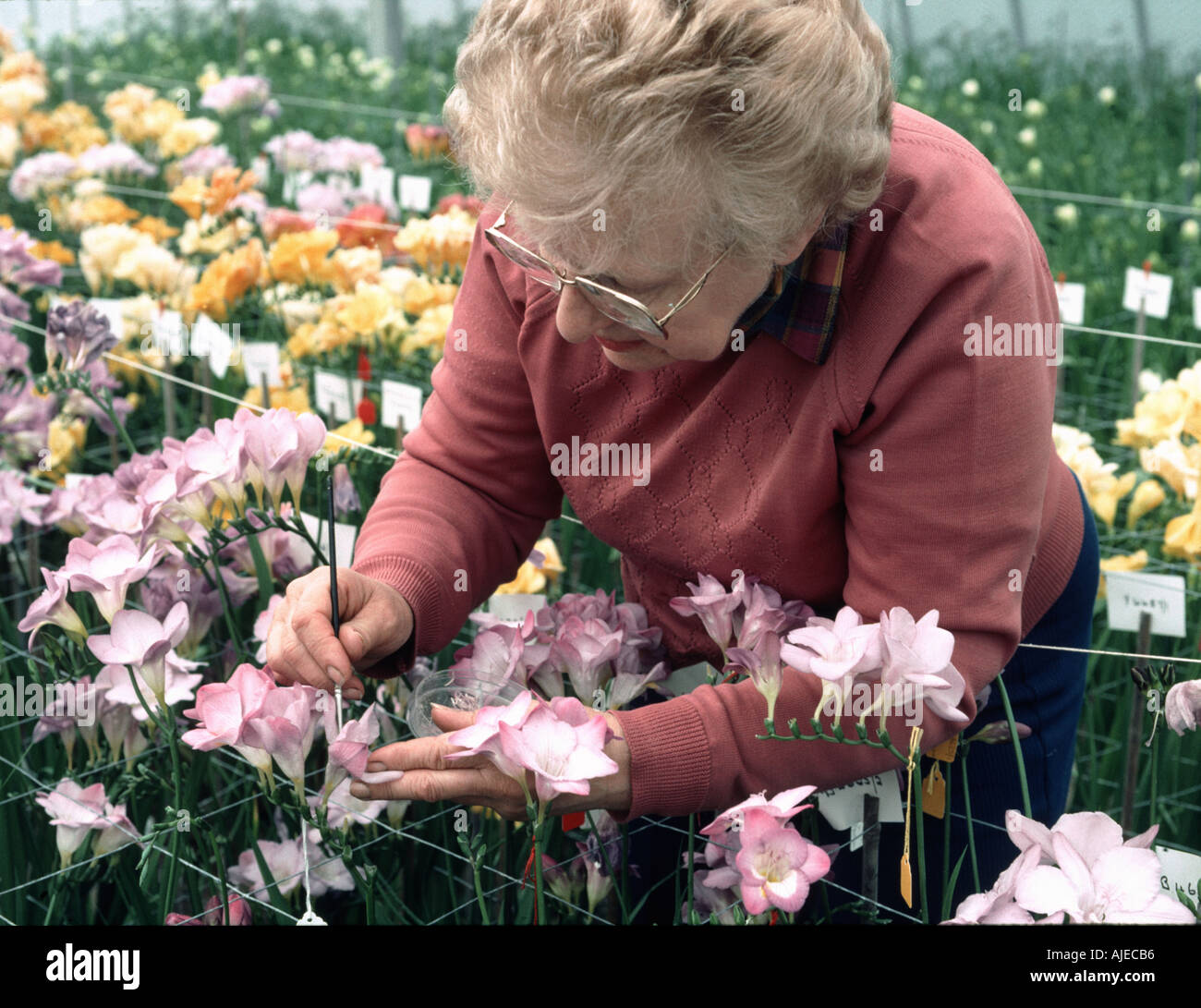 Eine Dame Kreuz bestäubende Freesie Sorten in einem Werk Zucht Gewächshaus, neue Sorten o0f Zierpflanzen zu produzieren Stockfoto