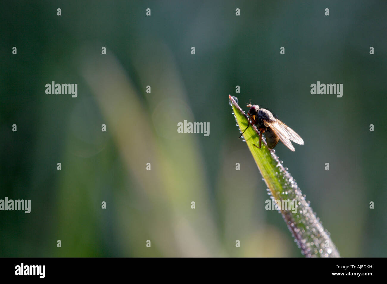 Kleine fliegen und weite Welt Stockfoto