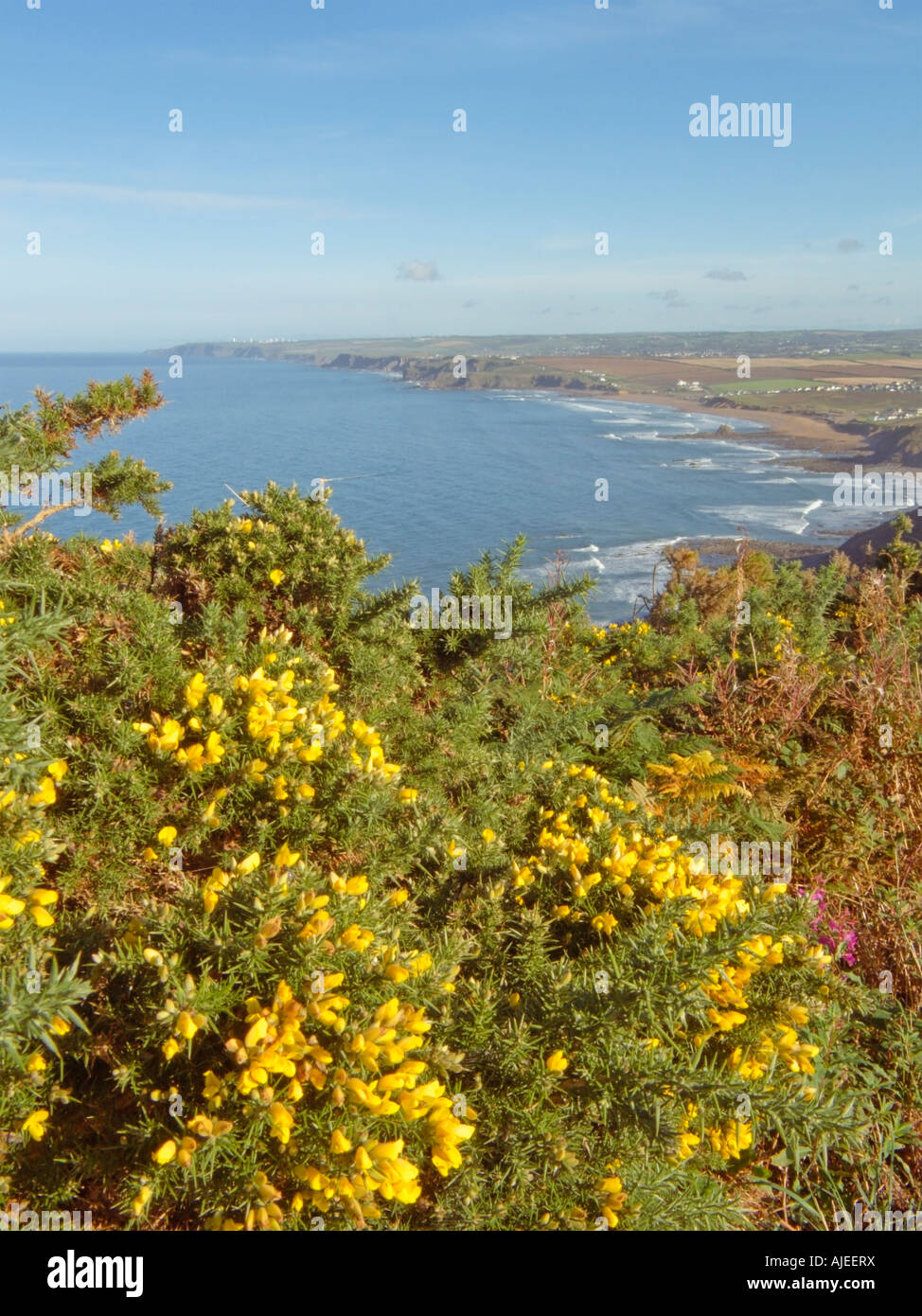 Küstenweg Ginster Bush Ulex Penhalt Cliff Wanson Mund in Richtung Widemouth Bay Cornwall Atlantikküste Erbe England UK Stockfoto