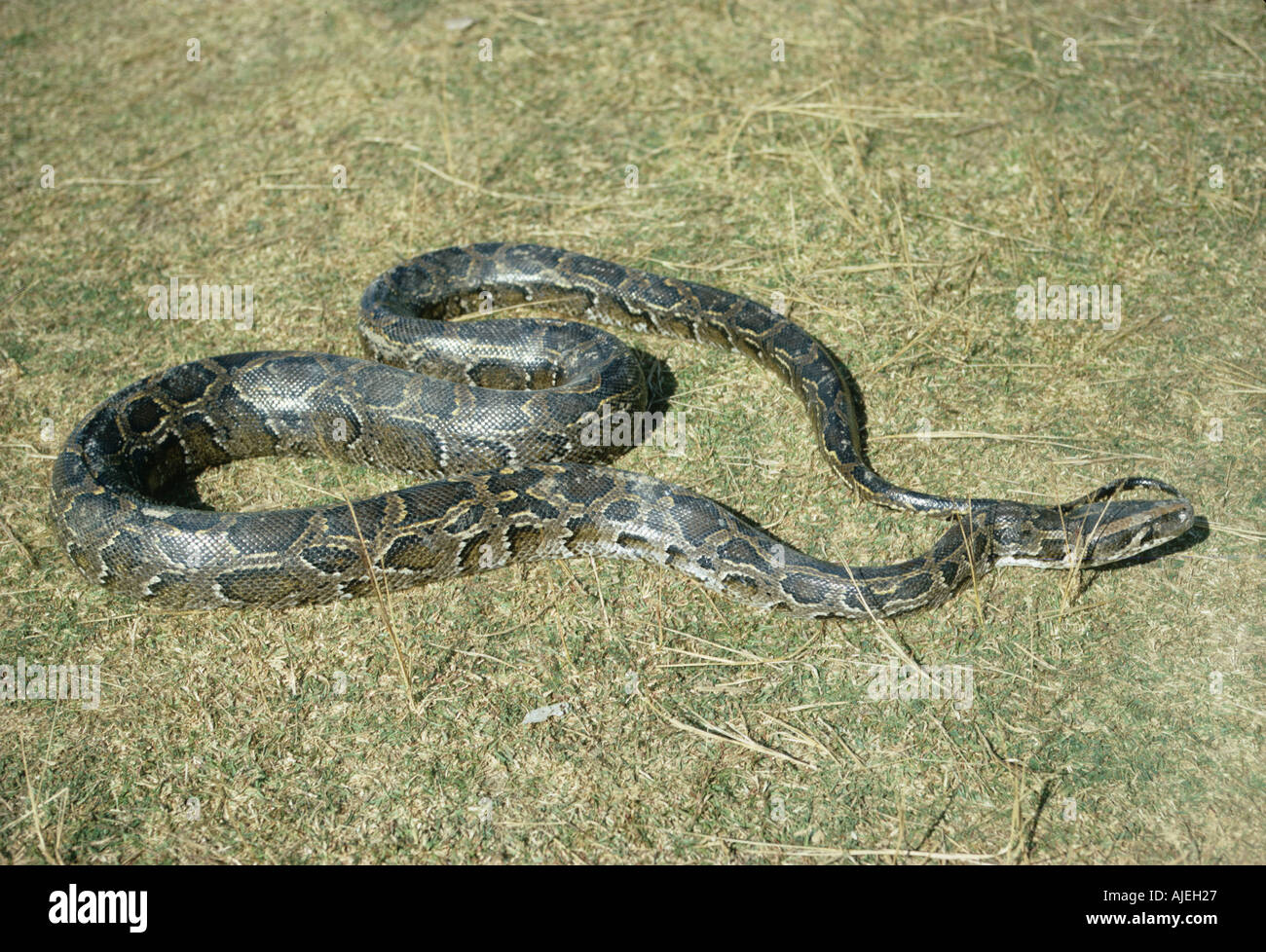 Indian Python Schlange Python aus Gras S Stockfoto