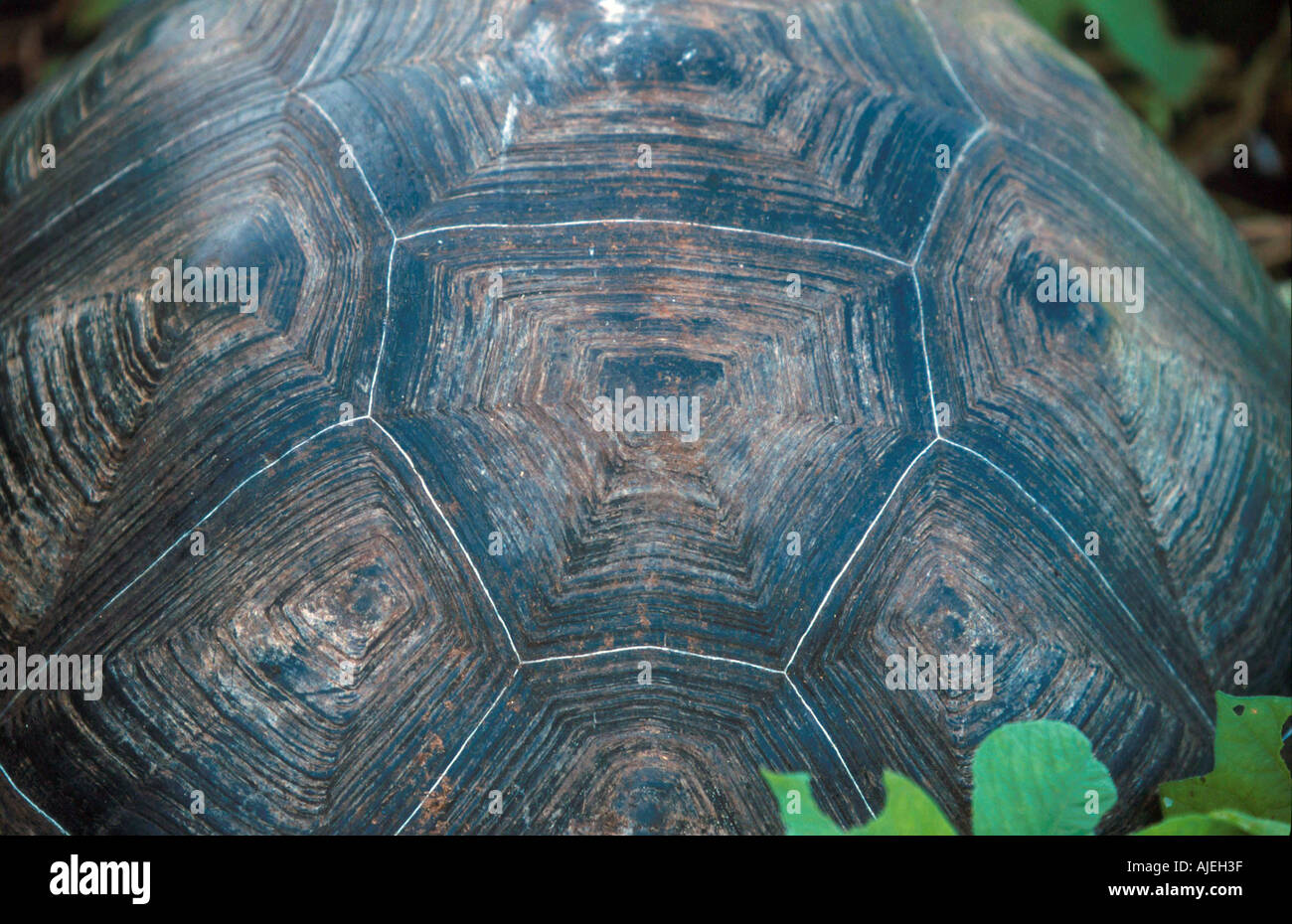 Riesige Schildkröte Geochelone Elephantopus Nahaufnahme von Shell Muster Isabela V Alcedo Rennen Stockfoto