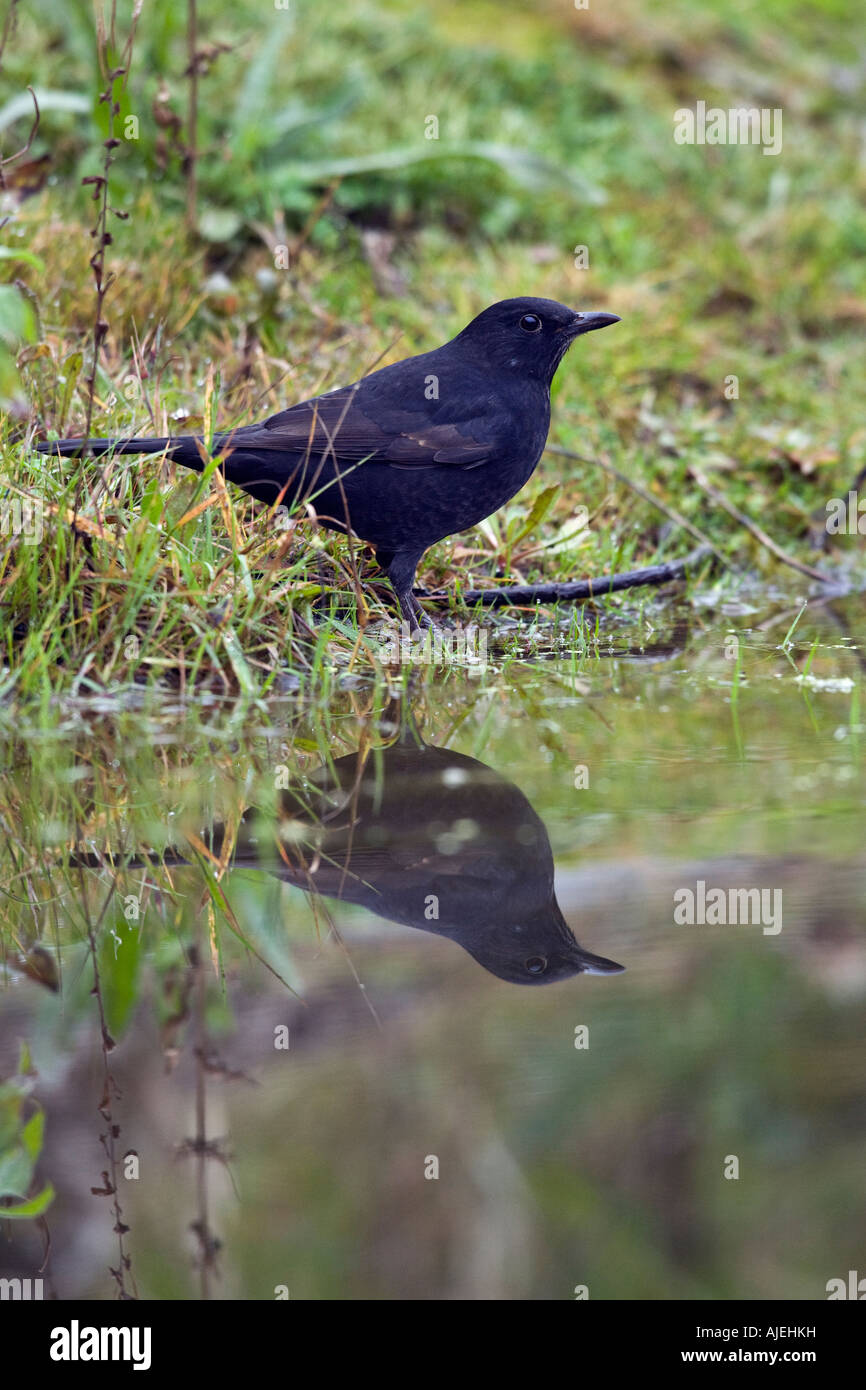 Amsel Turdus Merula stehen am Teichrand Warnung mit Spiegelung im Wasser Potton Bedfordshire suchen Stockfoto