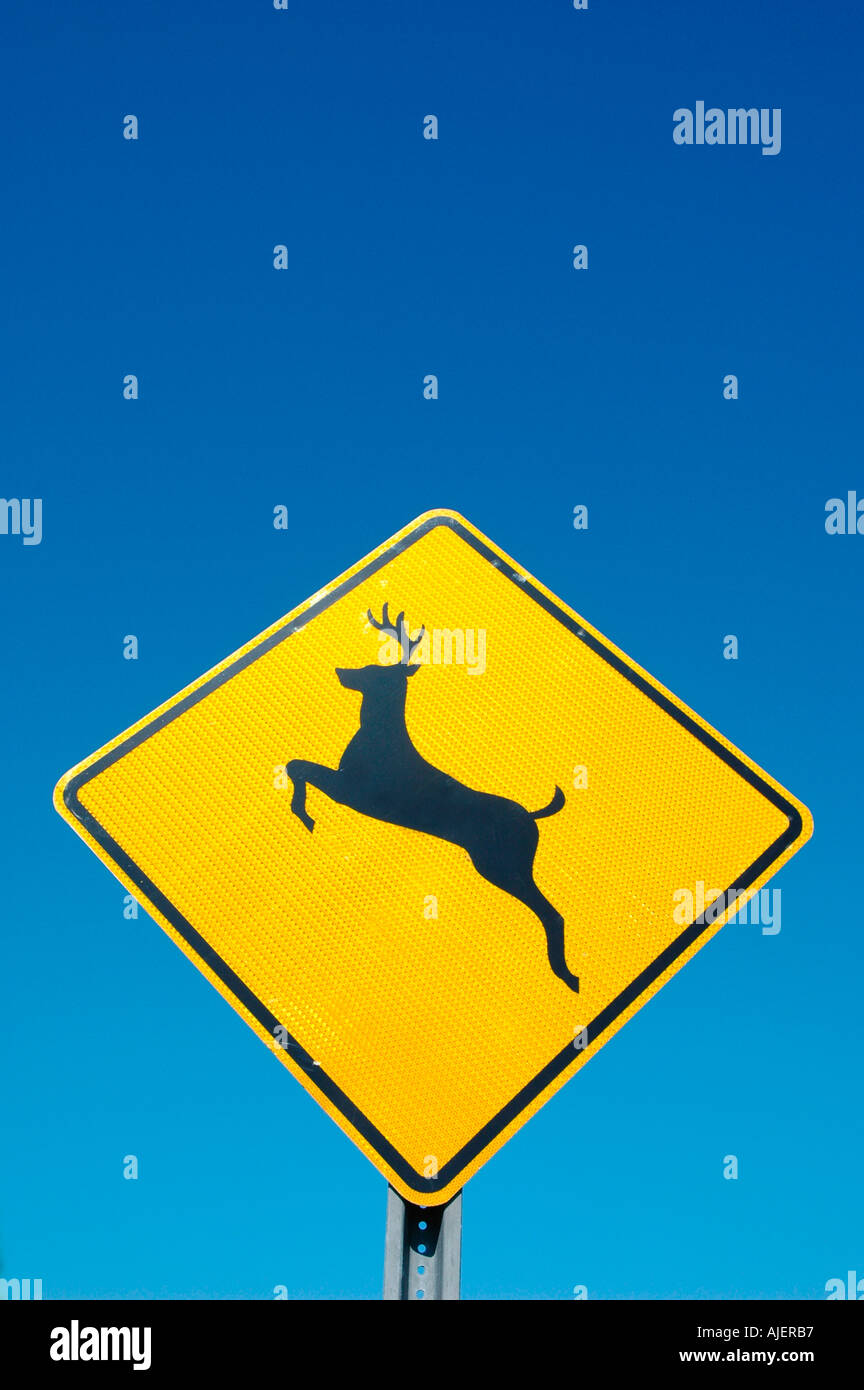 Wilde Rehe Tier Überquerung auf Autobahn voran Zeichen als Warnung