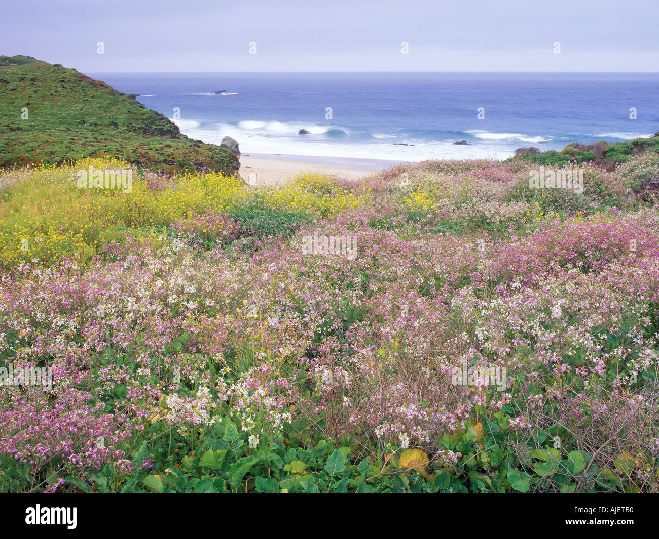 Wildblumen und Pazifischen Ozean Stockfoto
