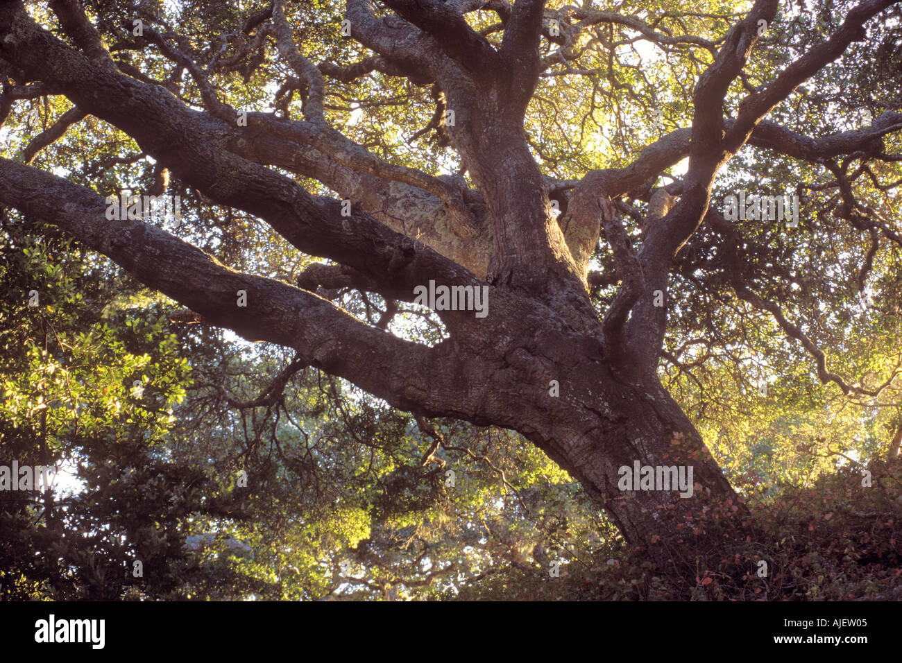 Hinterleuchtete krummen Eichen Stockfoto