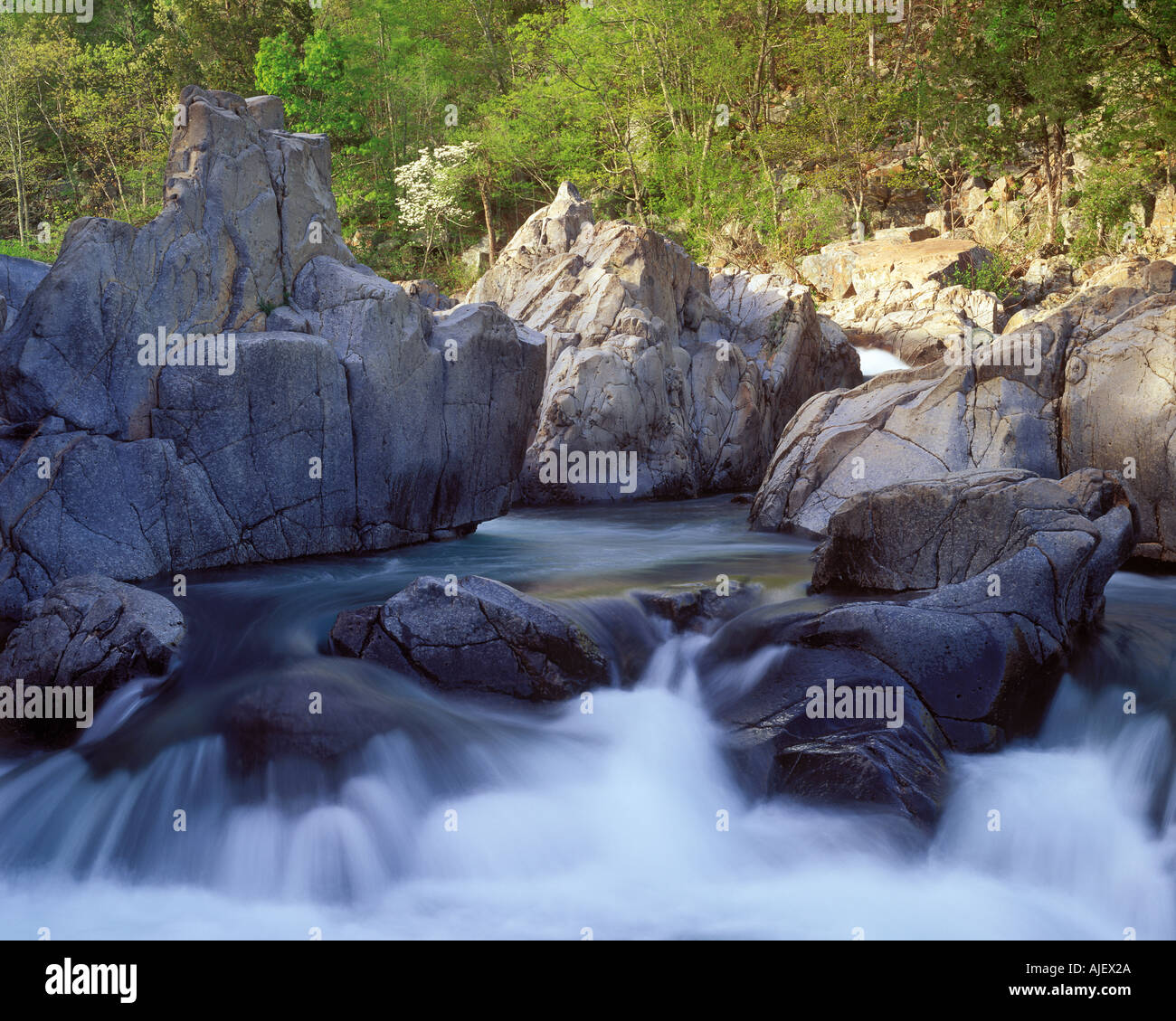 Shut-ins East Fork des Schwarzen Flusses mit blühenden Hartriegels Stockfoto