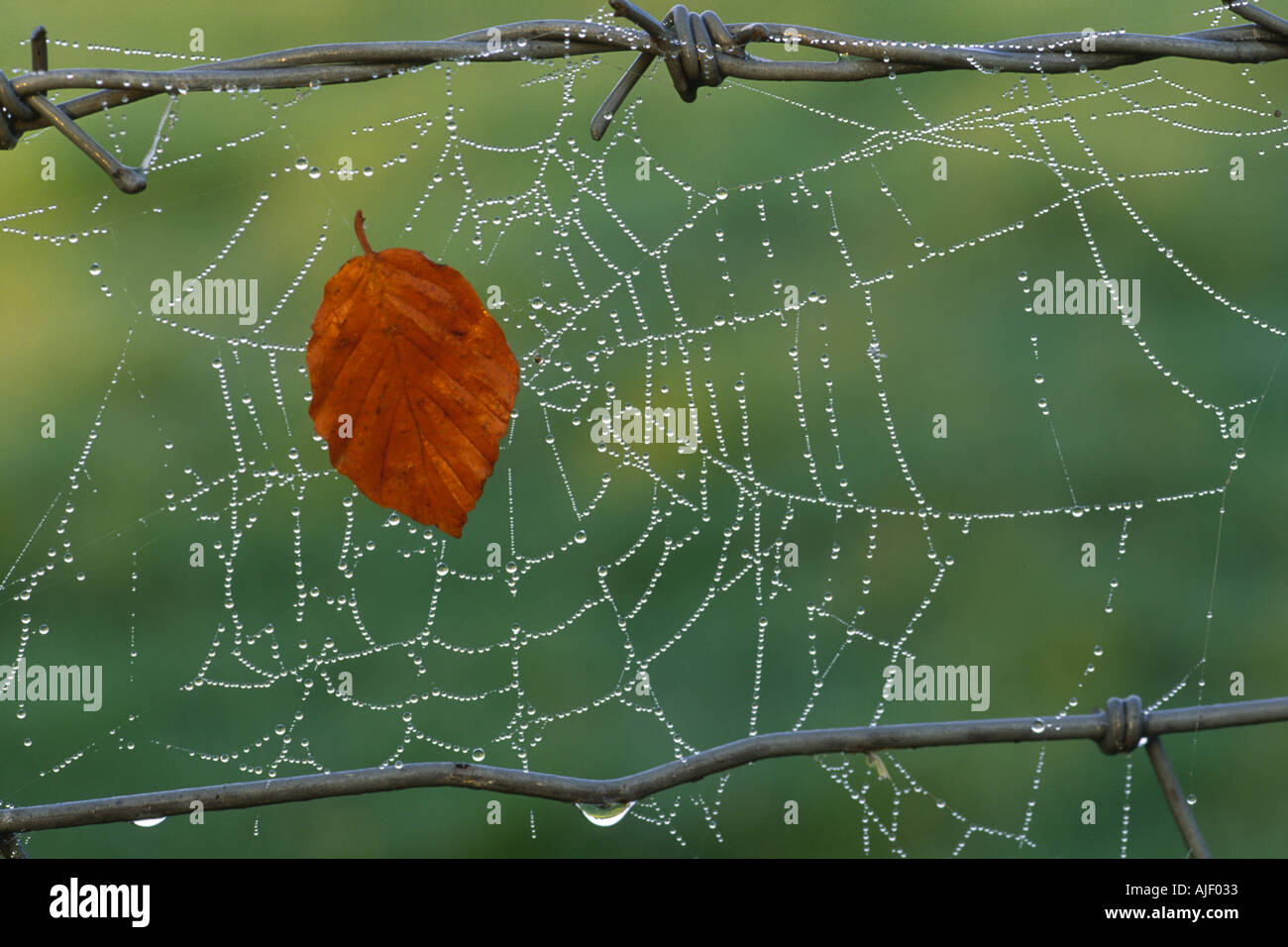 Buche Blatt gefangen im Tau überdachte Spinnen Web zwischen Strängen Stacheldraht gesponnen Stockfoto