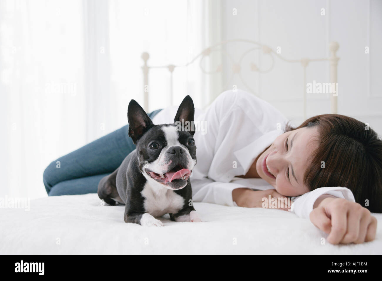 Junge Frau und Boston Terrier Stockfoto