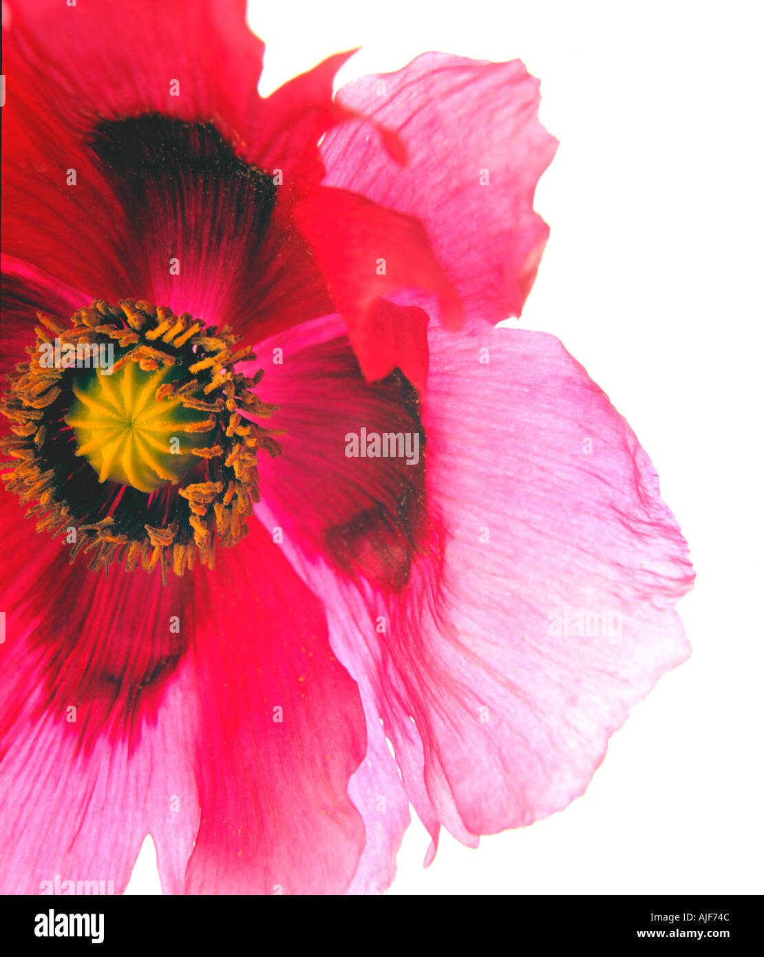 Nahaufnahme von roten Mohn Stockfoto