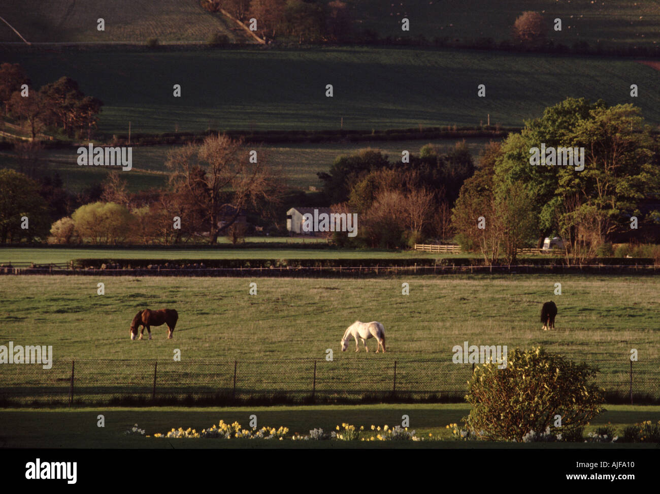 UK Schottland Grenzen Landschaft mit Pferden Stockfoto