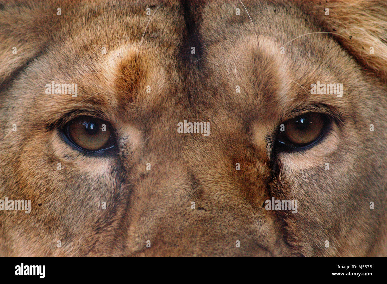 Asiatische Löwe Panthera Leo Persica weiblichen Augen Stockfoto