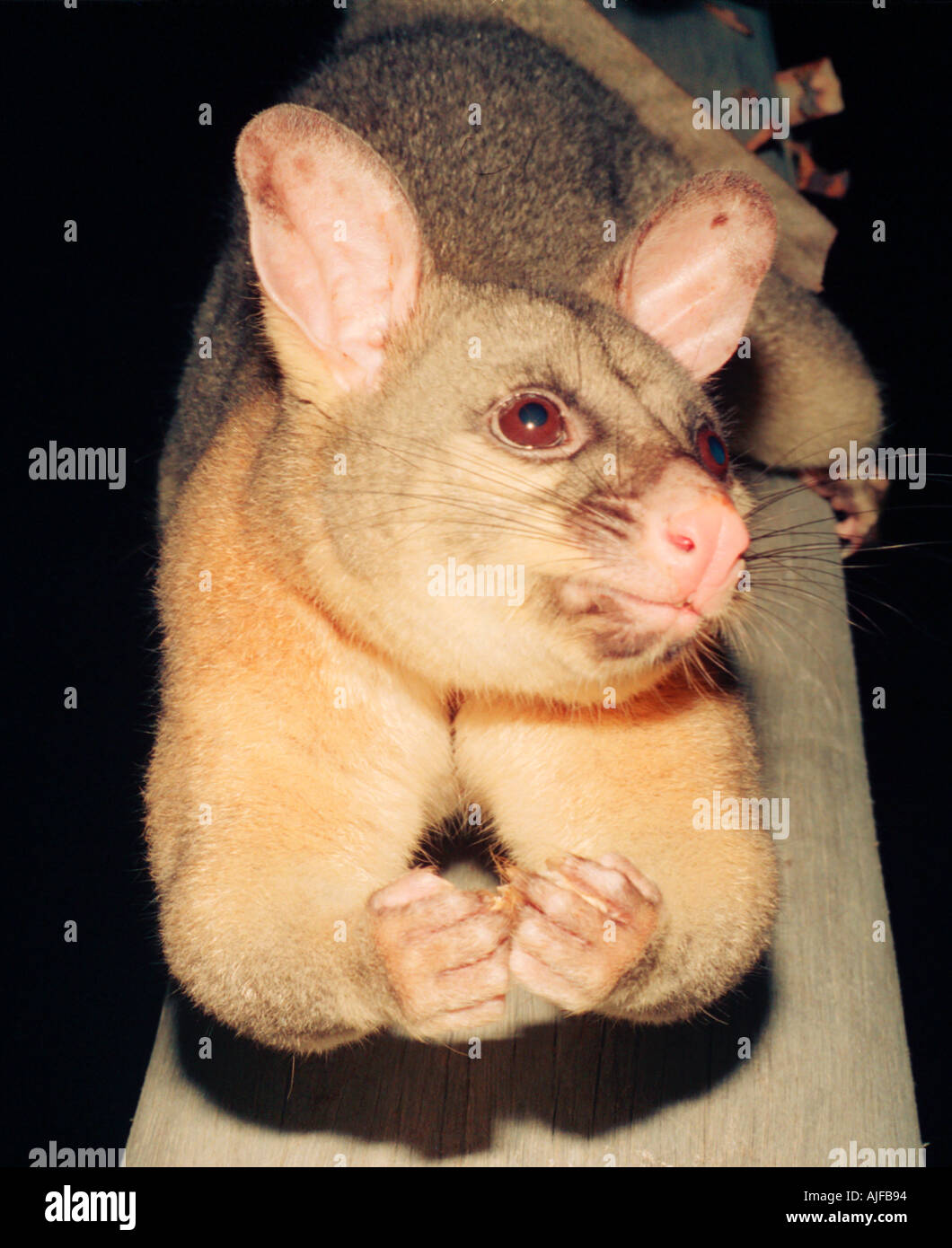 Australische Nachttiere Bush baby Stockfoto