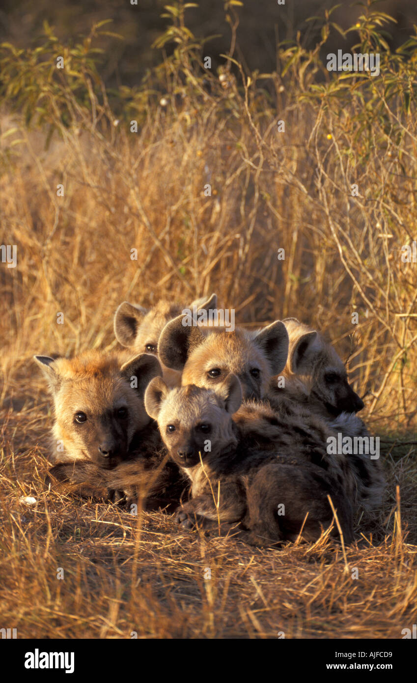Gruppe von Hyänen Stockfoto