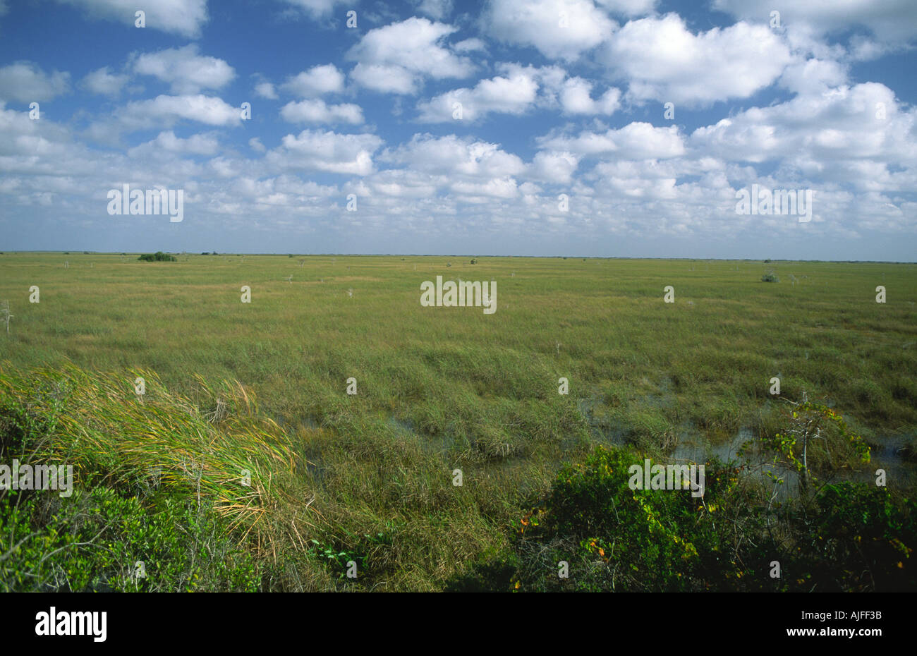 Everglades, River of Grass, Florida, USA Stockfoto