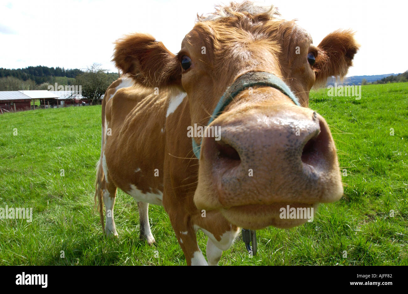 Landwirtschaft-Konzept. Braune Kuh im Feld am Bauernhof sieht in die Kamera, Nahaufnahme. Stockfoto