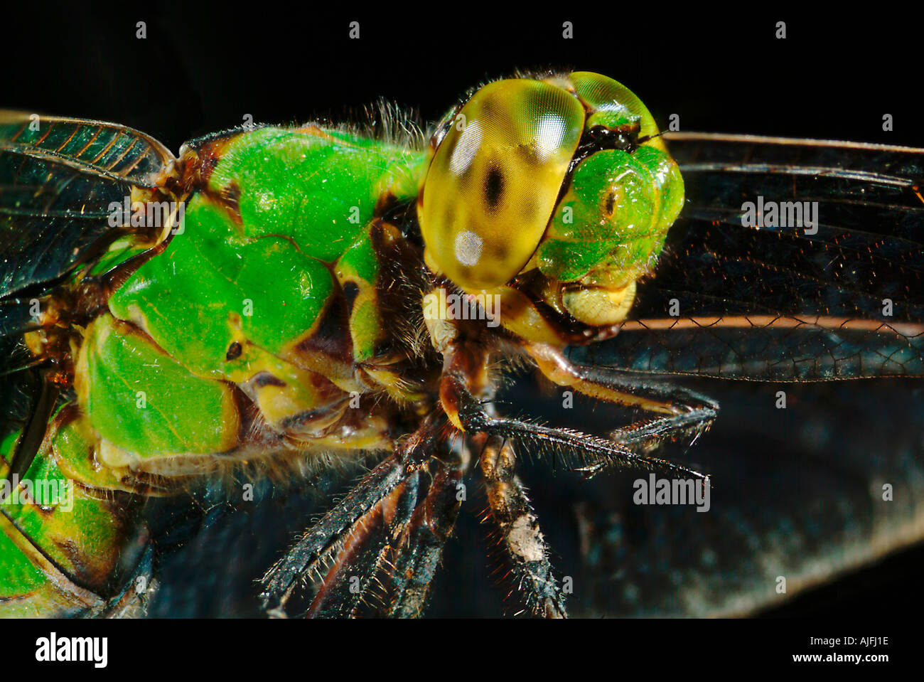 Facettenauge grün Clearwing Libelle oder östlichen Pondhawk, Erythemis Simplicicollis (weiblich) Stockfoto