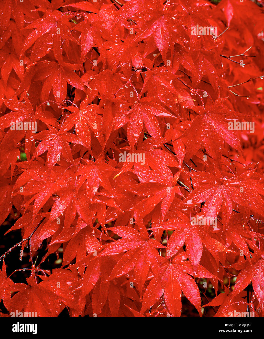 Japanischer Ahornbaum im Herbst Stockfoto