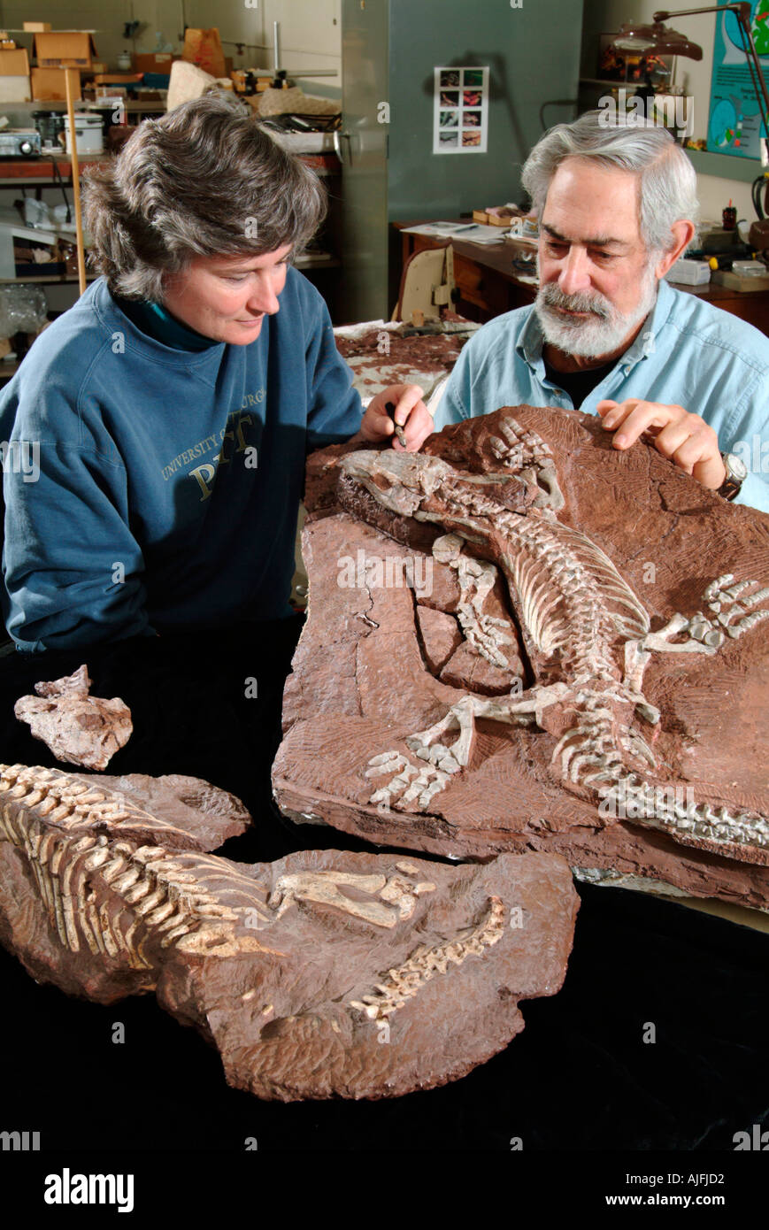 Paläontologen untersuchen Fossile Reptil Orobates pabsti, Diadectomorpha, Diadectidea, frühen Perm Deutschland Bromacker Ort Stockfoto