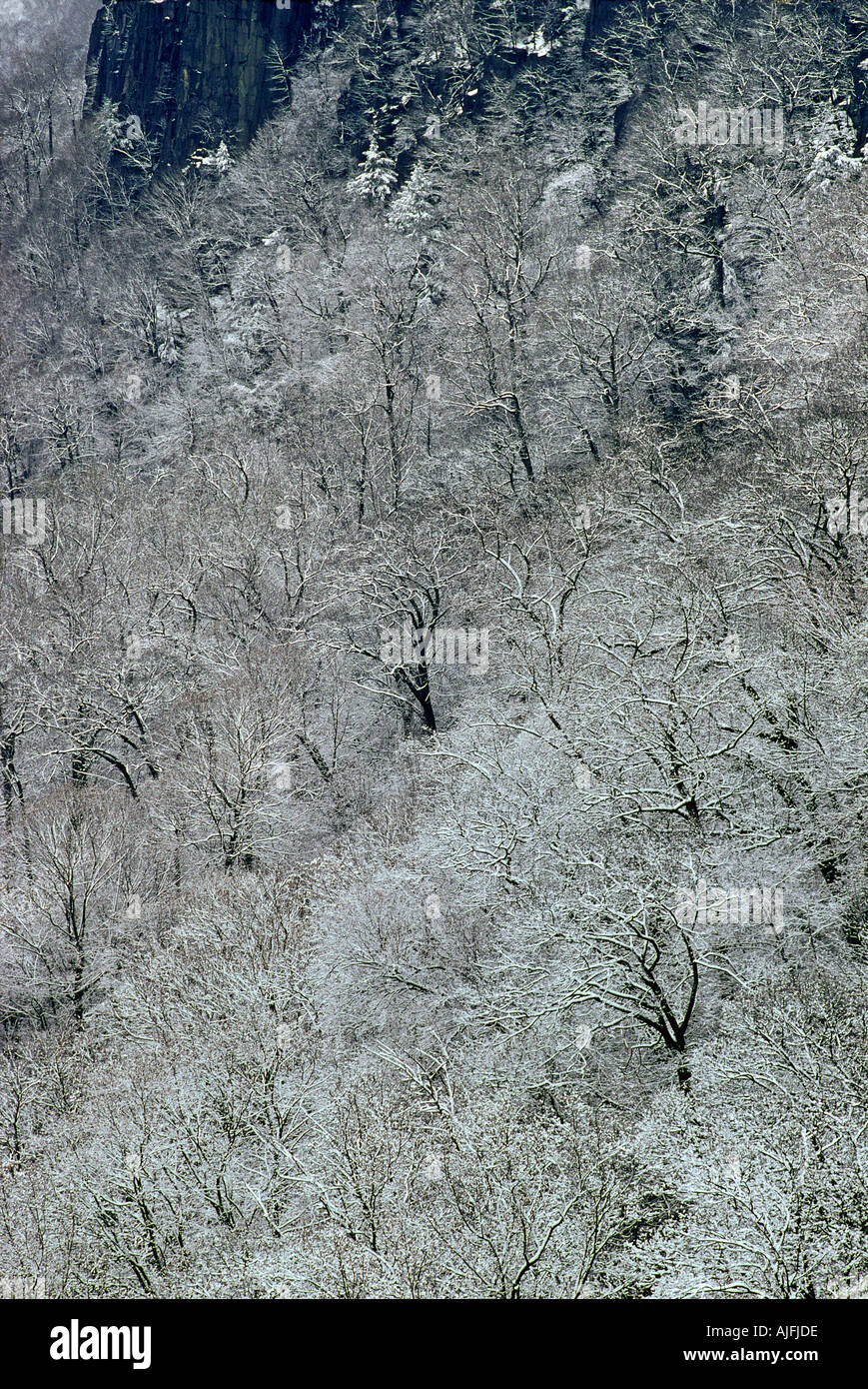 Bäume im Schnee auf der New Jersey Palisades Stockfoto
