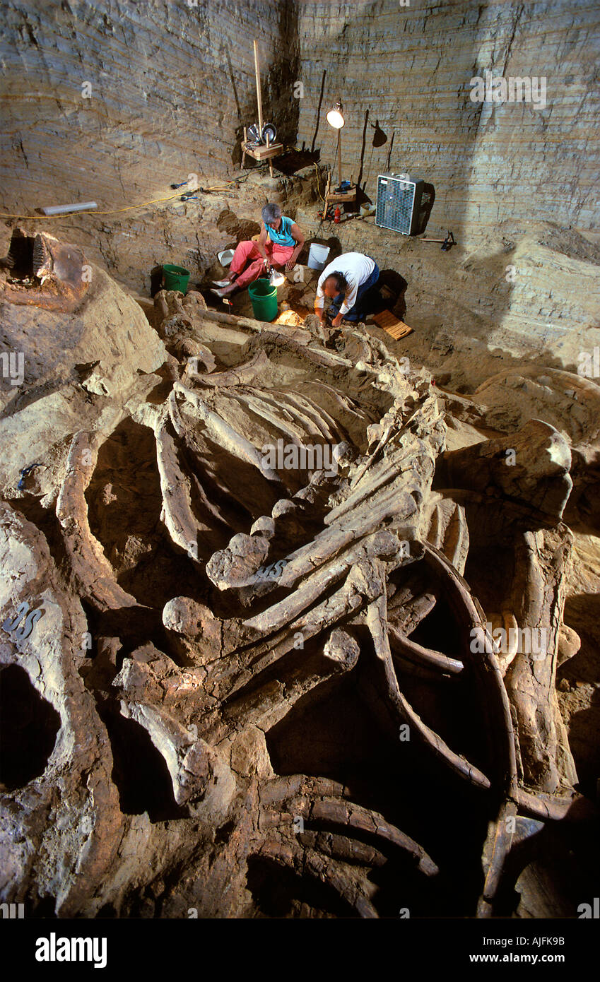 Paläontologen Ausgrabungen die Reste einer kolumbianischen Mammut Mammut Website South Dakota Stockfoto