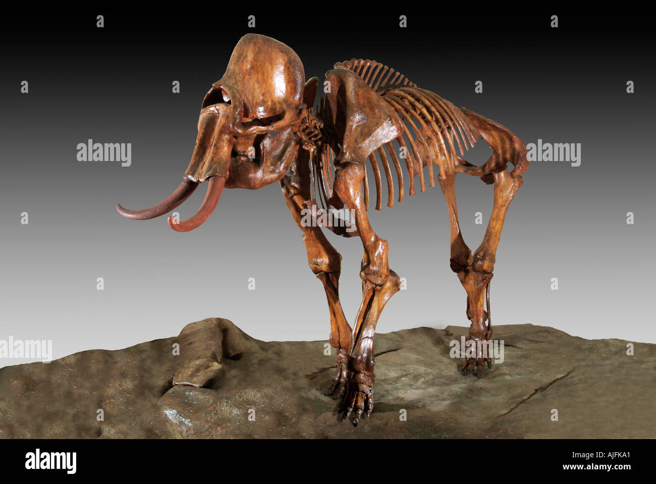 Kolumbianischen Mammut Pleistozän Ice Age Platte Fluss Colorado Stockfoto