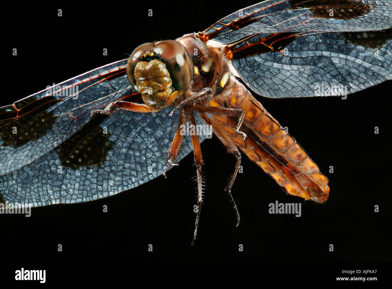 Gemeinsamen Whitetail Libelle unreife weibliche Plathemis Lydia auch; Libellula lydia Stockfoto