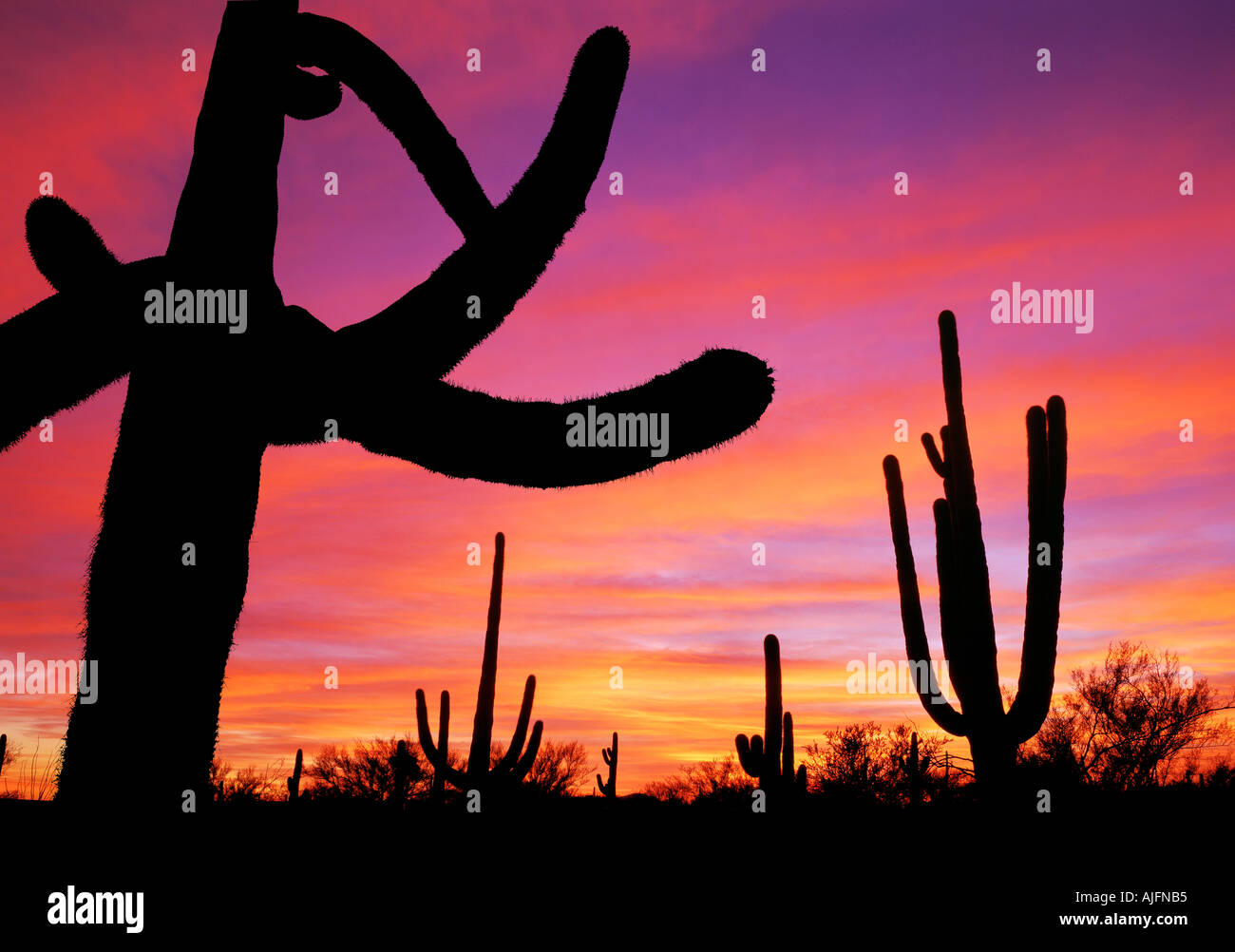 Arizona-Sonnenuntergang Saguaro-Kaktus Stockfoto