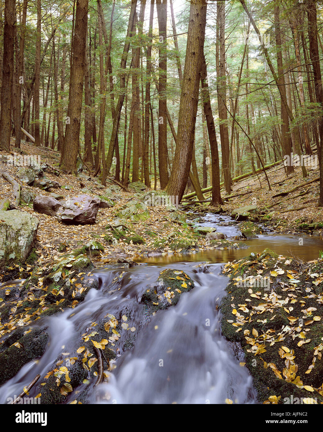 Alten Wachstum Zedernwald Tillman s Schlucht New Jersey Stockfoto