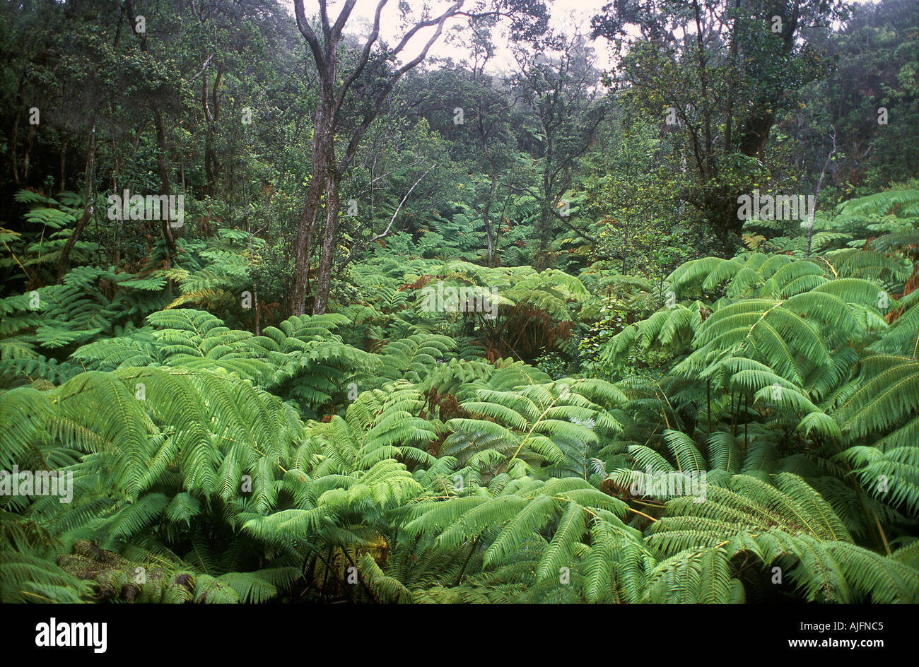 Tree Farn Wald Volcanoes Nationalpark Hawaii Stockfoto