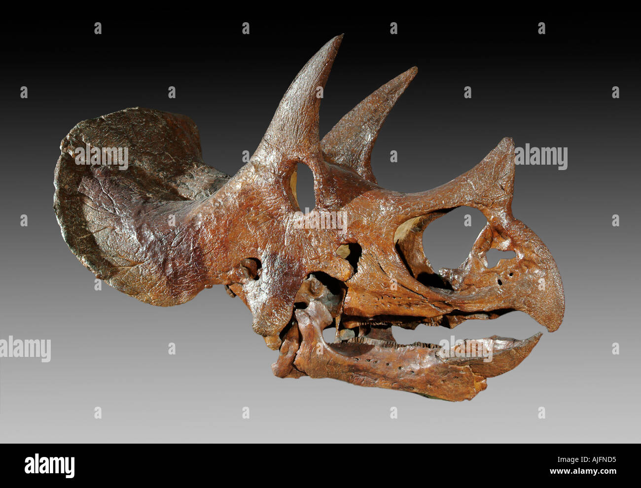 Triceratops Horridus Schädel Fossil Stockfoto