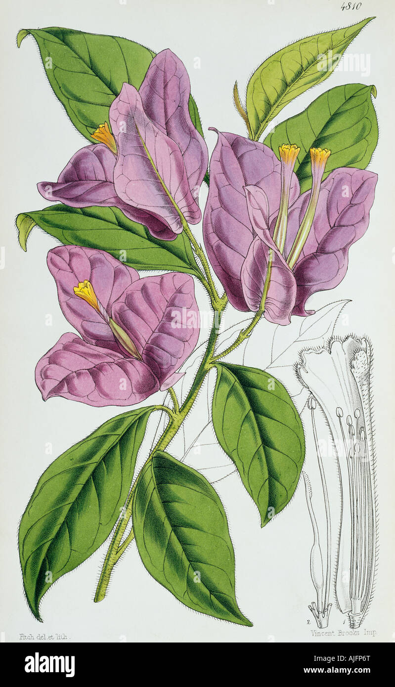 Bougainvillea Spectabilis, Papierblume Stockfoto