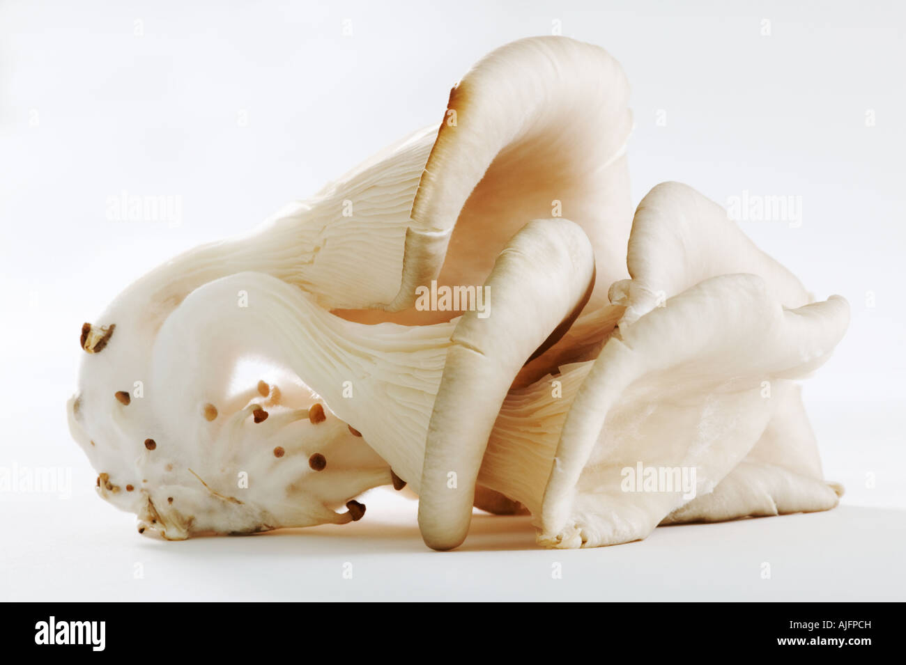 Austernpilz erschossen vor einem weißen Hintergrund Stockfoto