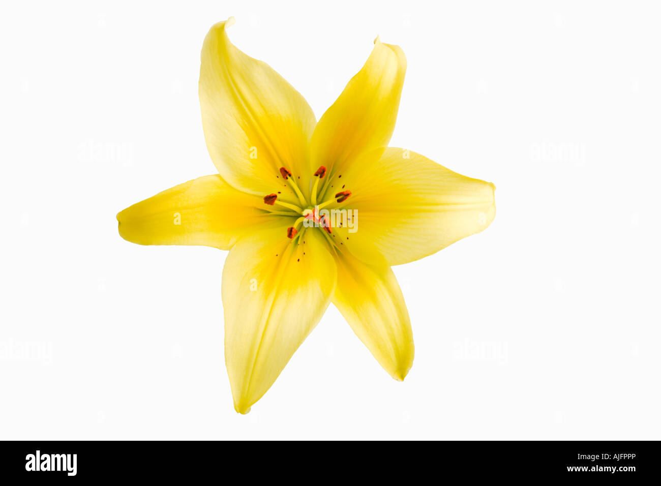 Lily Lilium Spp leuchtend gelbe Lilie auf weißem Hintergrund Stockfoto