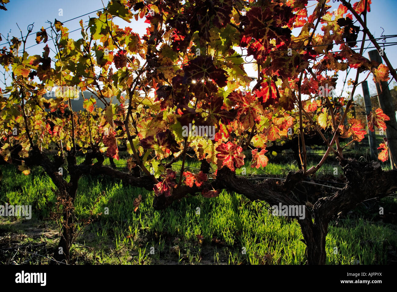 Grapevine Blätter im Herbst Farben Stellenboch Western Cape Provinz Südafrika Stockfoto
