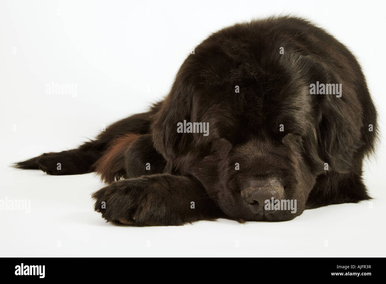 Neufundland Hund Portrait Stockfoto
