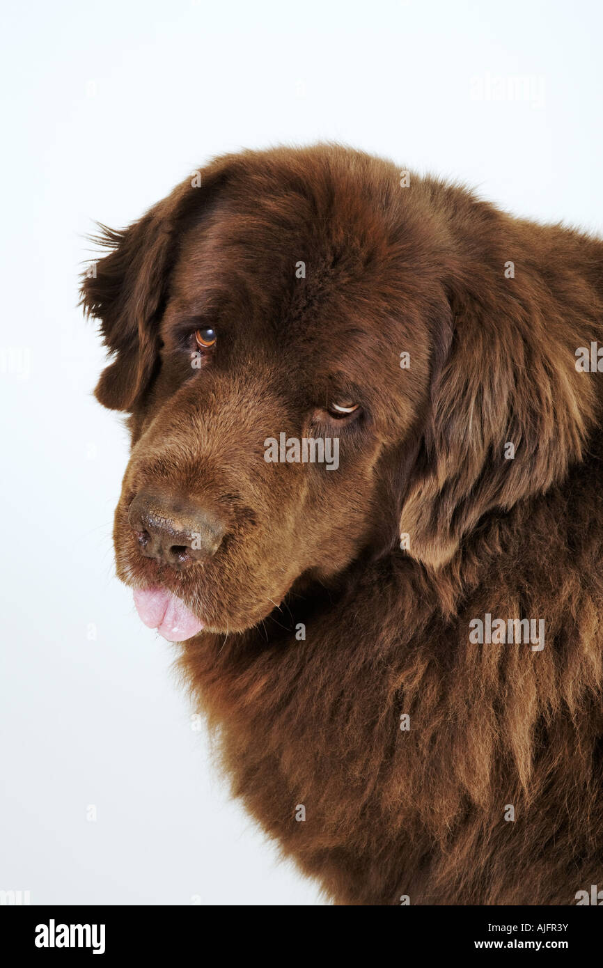 Porträt von Neufundland Hund Stockfoto