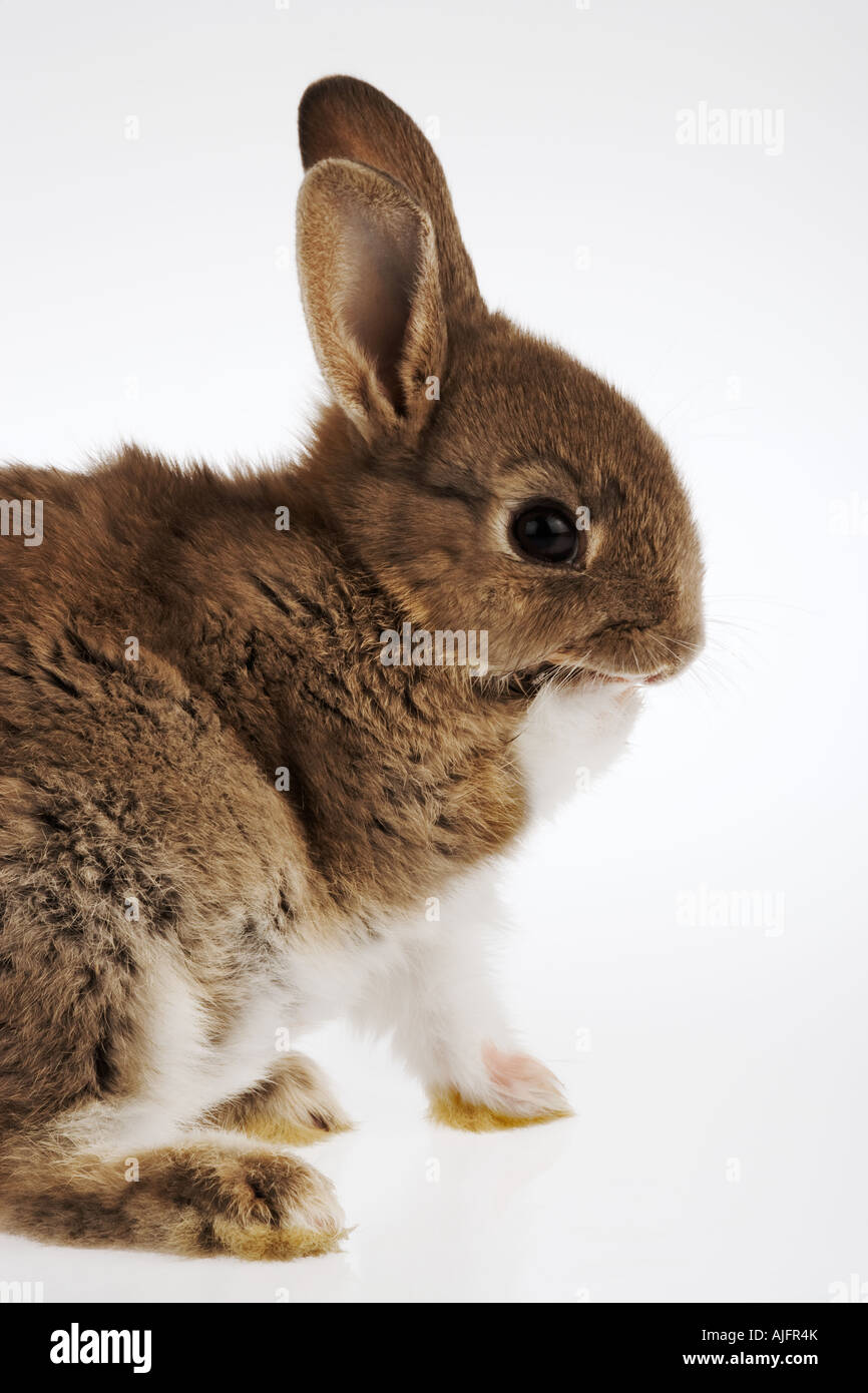 Kaninchen Pflege Haustier Kaninchen oder Hase erschossen Studio vor weißem Hintergrund Stockfoto