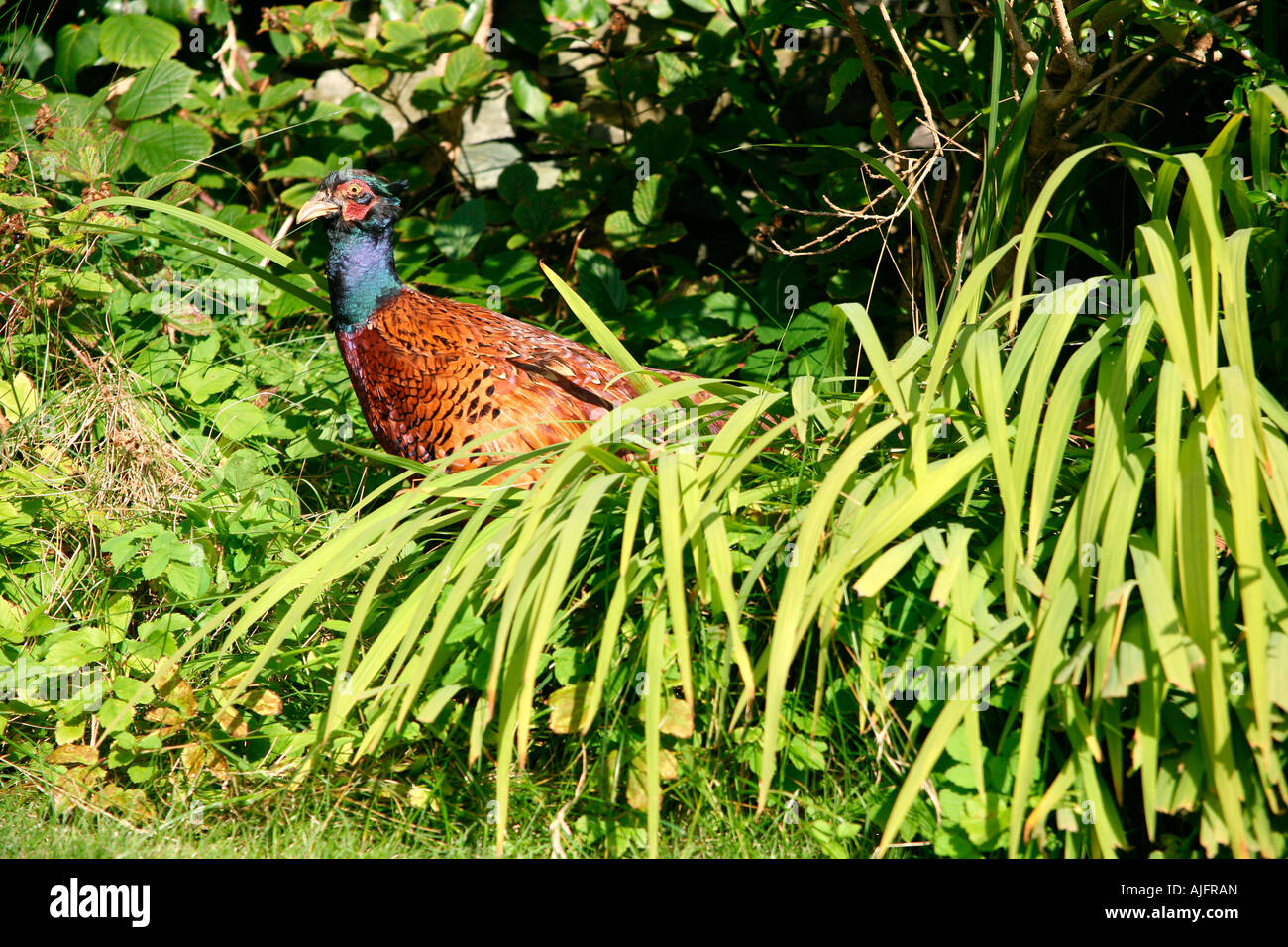 Fasan, Cumbria, England. Lateinischer Name des Phasianus Colchicus. Stockfoto